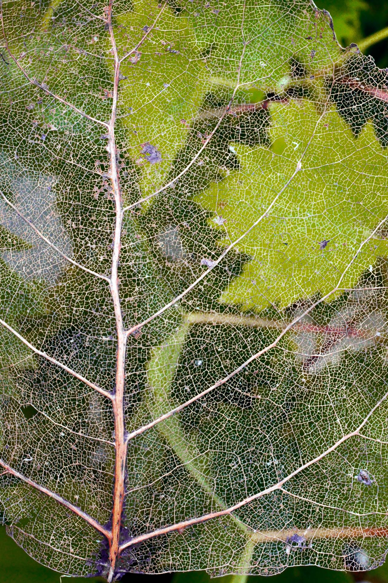 Squelette de feuille de vigne