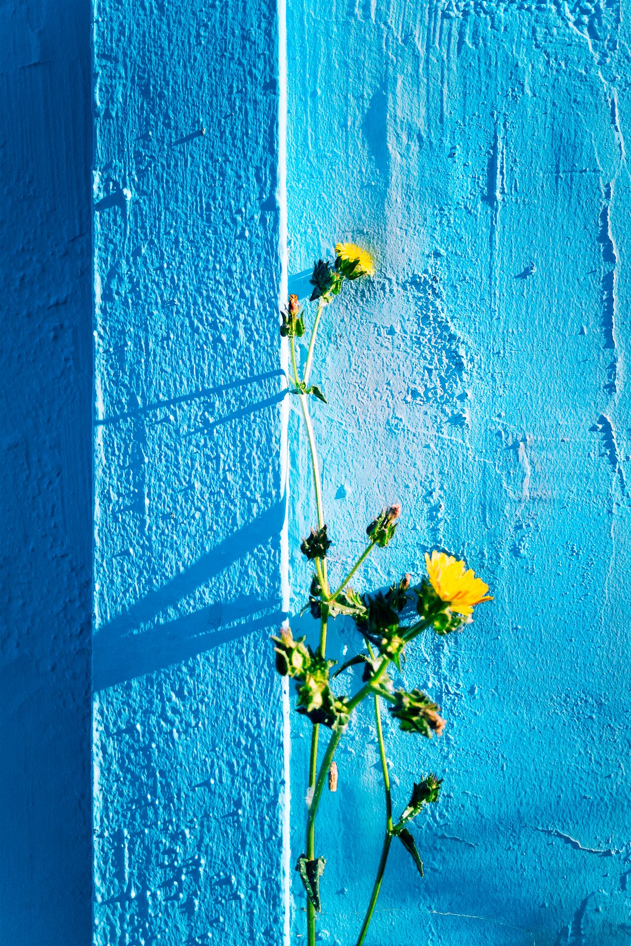 Jaune et bleu