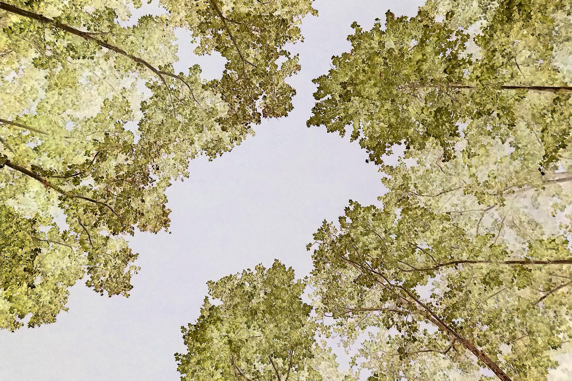 Arbres en négatif