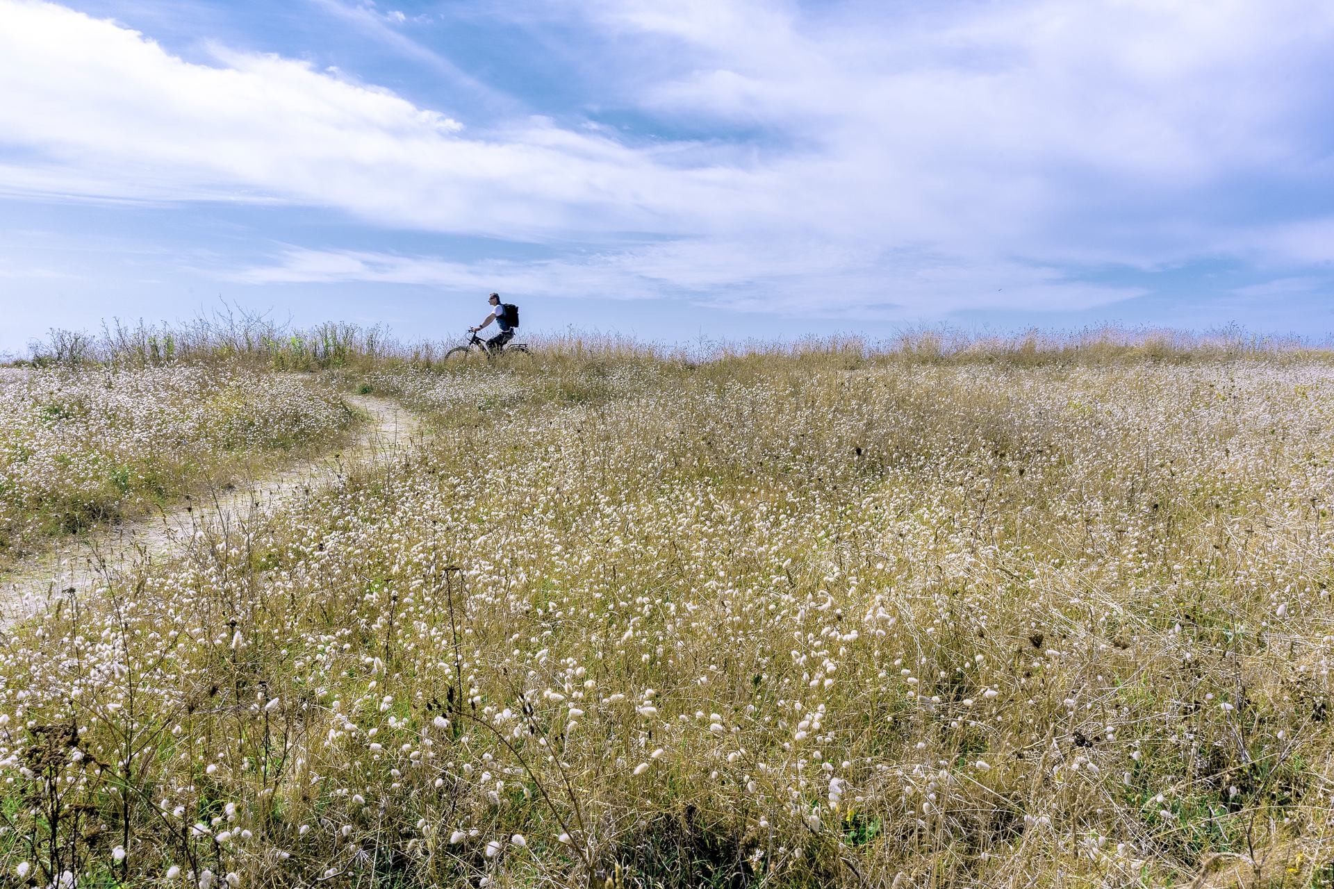 A vélo dans les queues de lièvre...