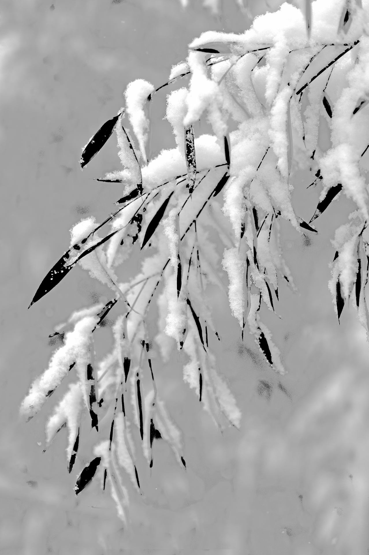 Bambous sous la neige