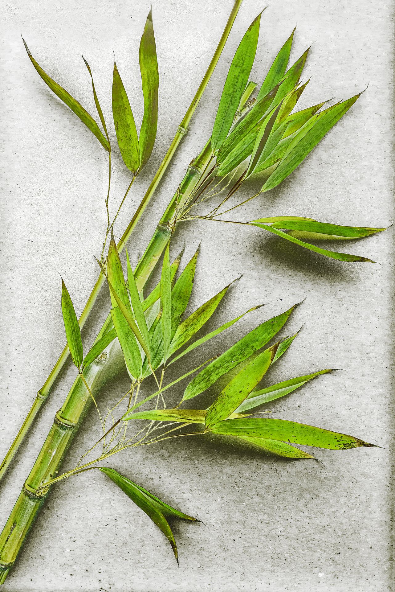 Bambous sur feuille de papier canson