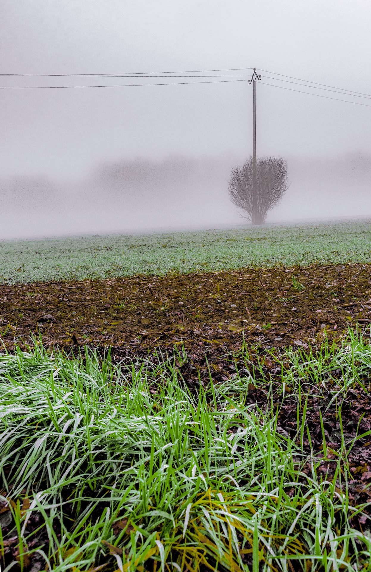Drôle d'arbre dans le brouillard