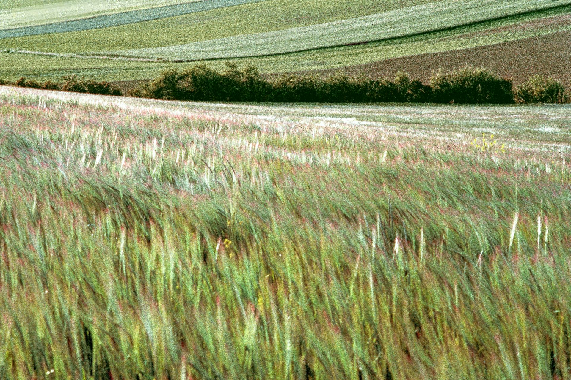 Du vent dans les blés