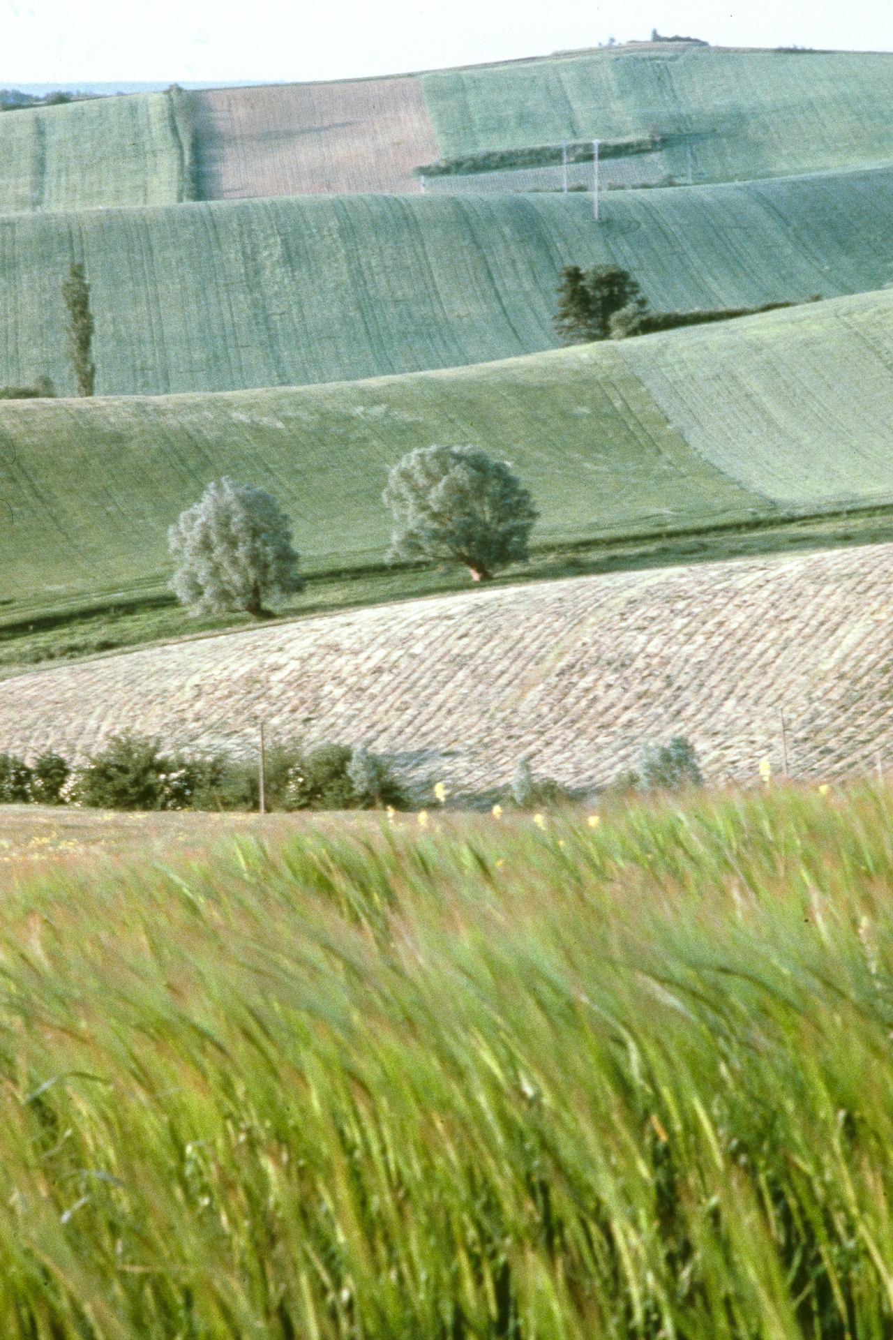 Nuances de vert