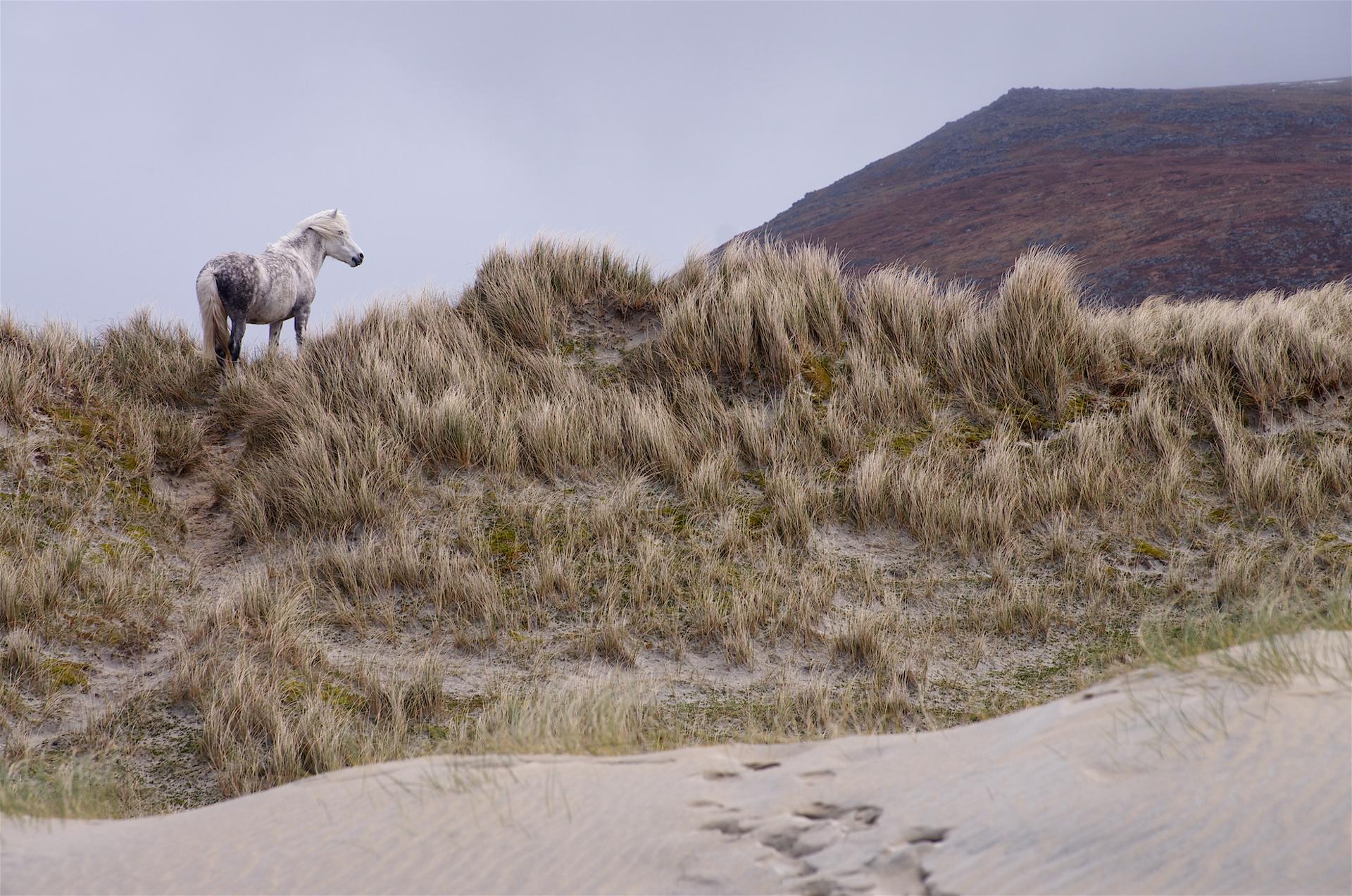 Luskentyre, Isle of Harris, Scotland (1).jpg