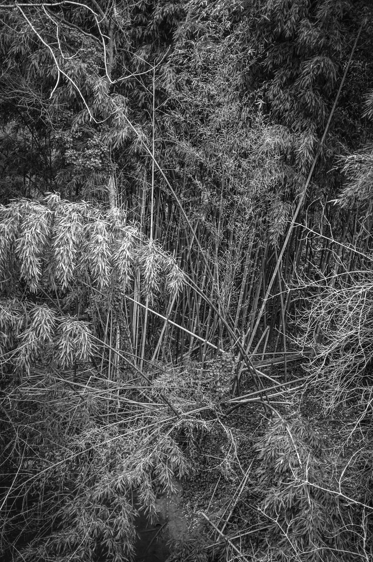 Bamboos du Rieutord.jpg