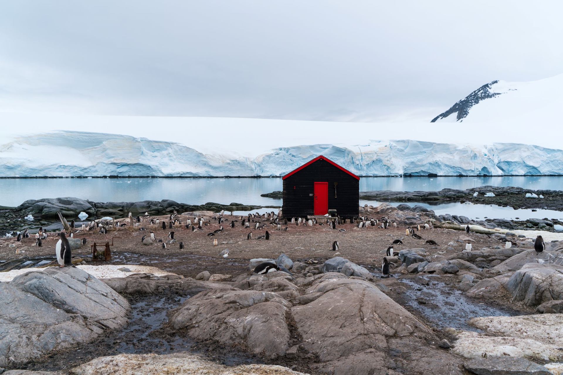 Antarctique, la colonie des manchots Papous