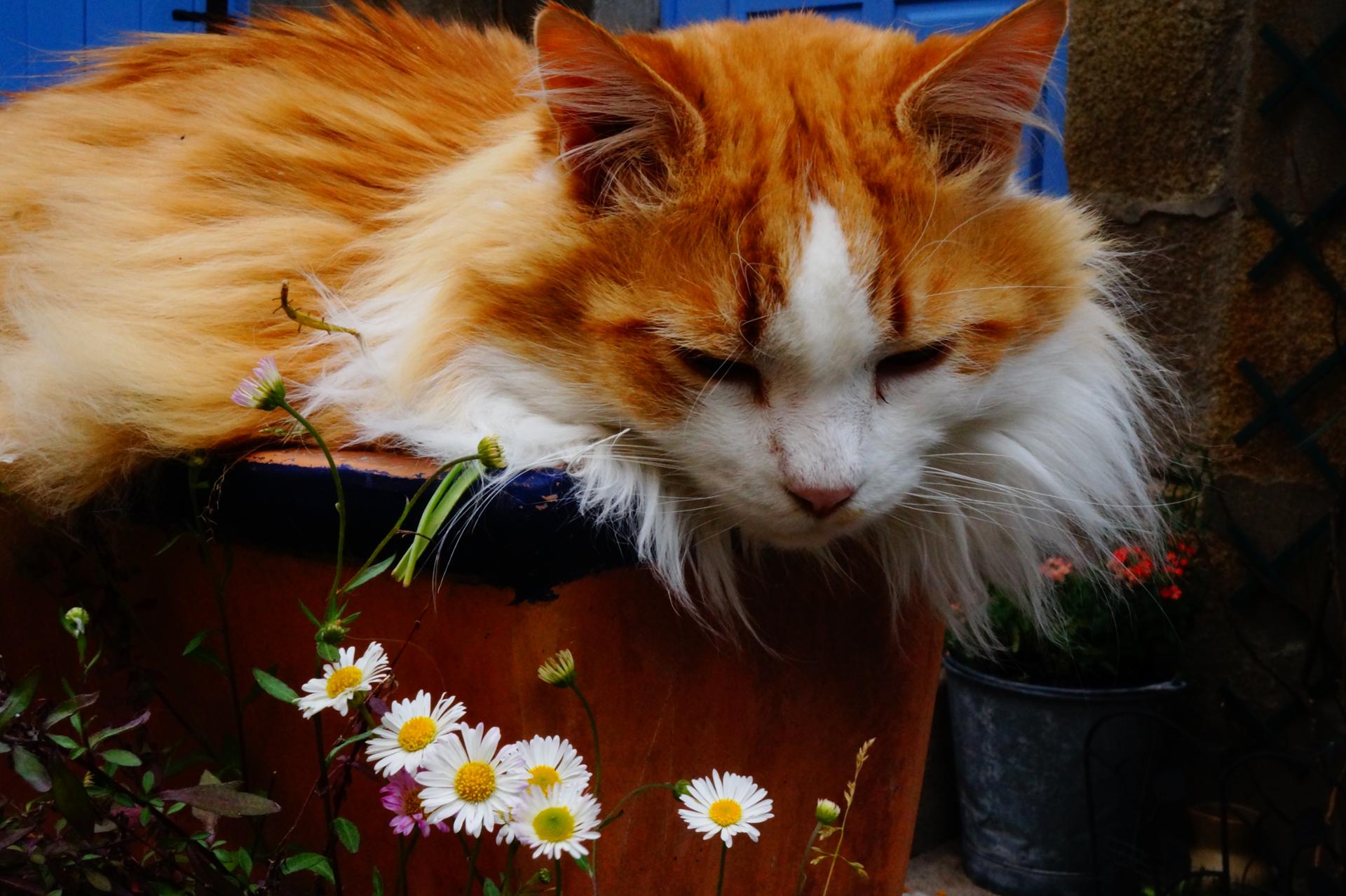 chat sauvage