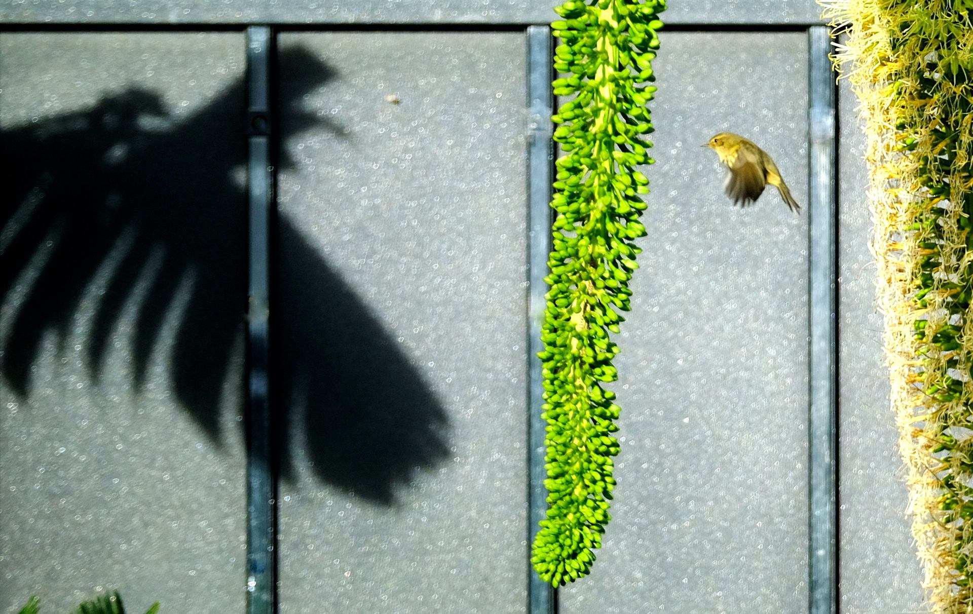 duel dans l'Agave atténata !.JPG