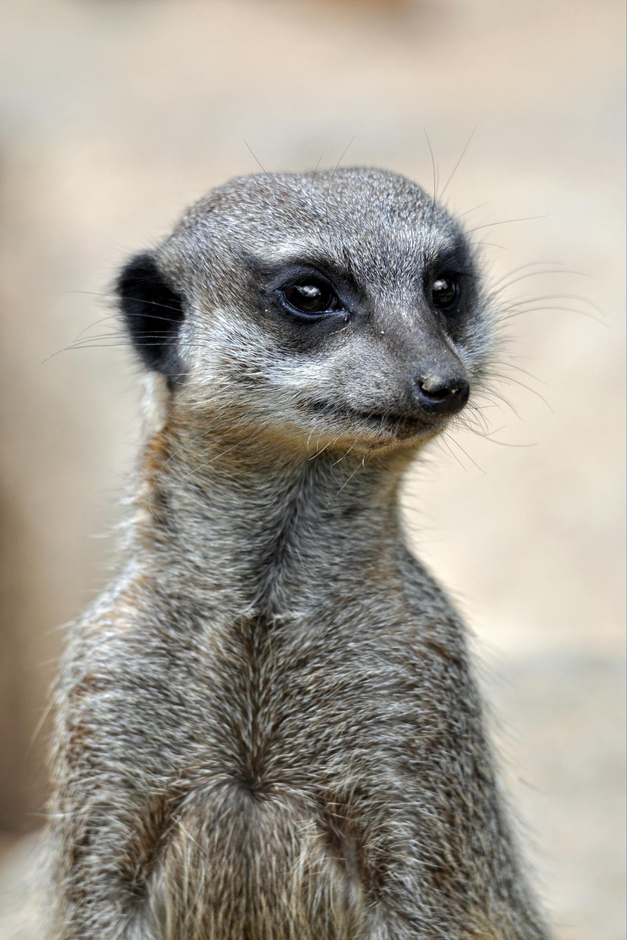Le curieux