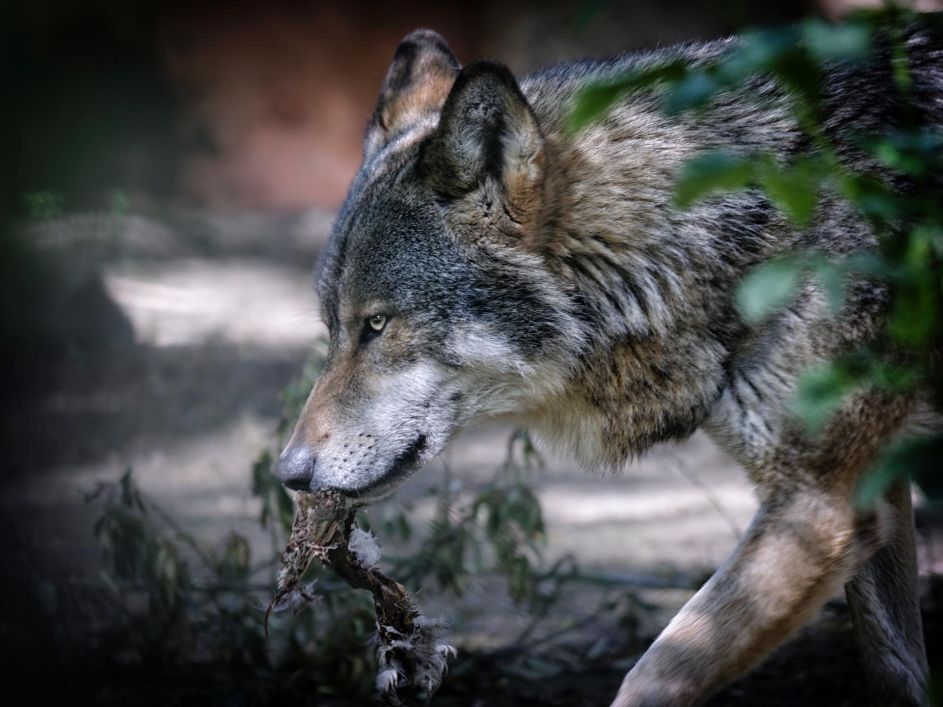 Le loup