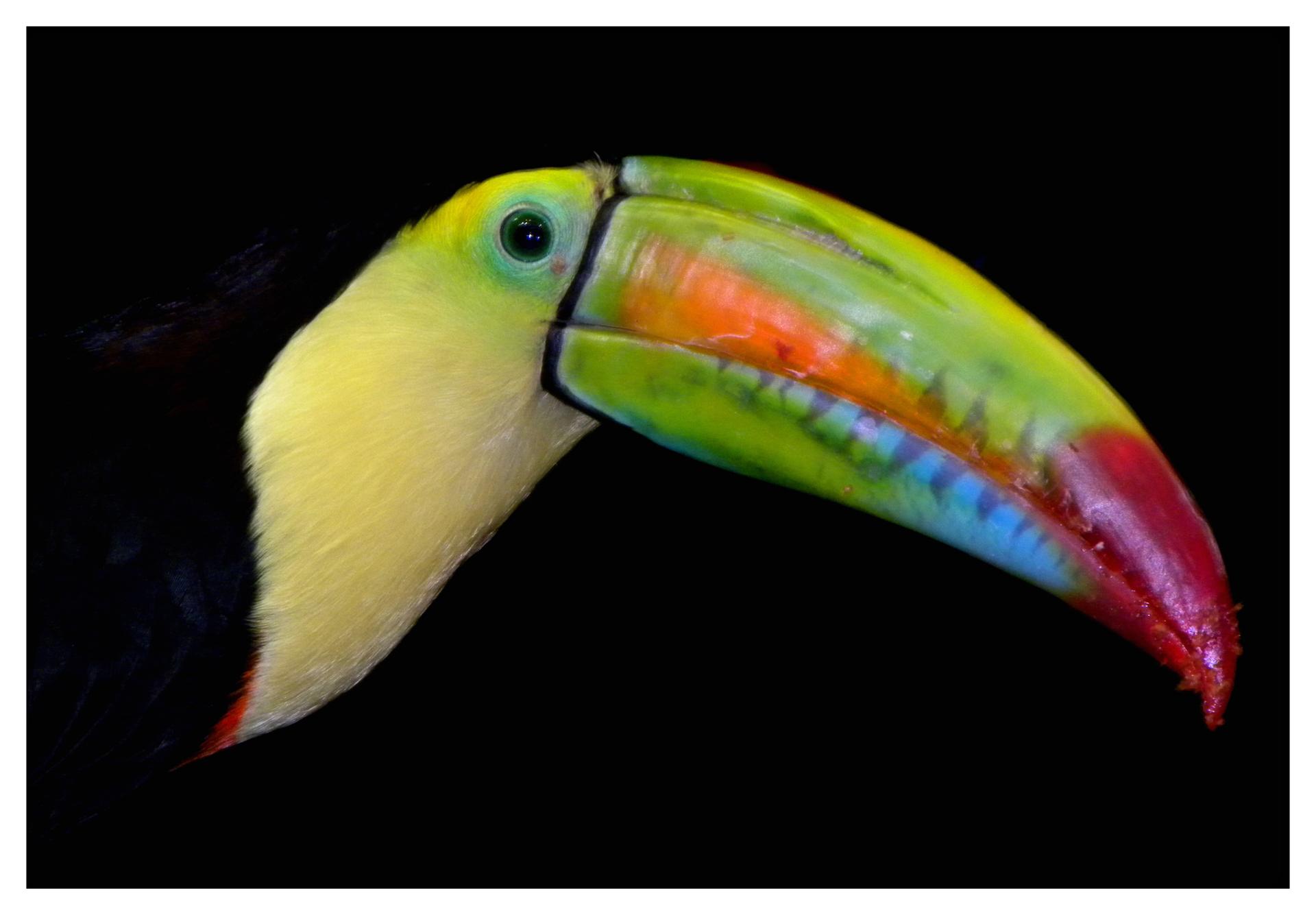Toucan à carène