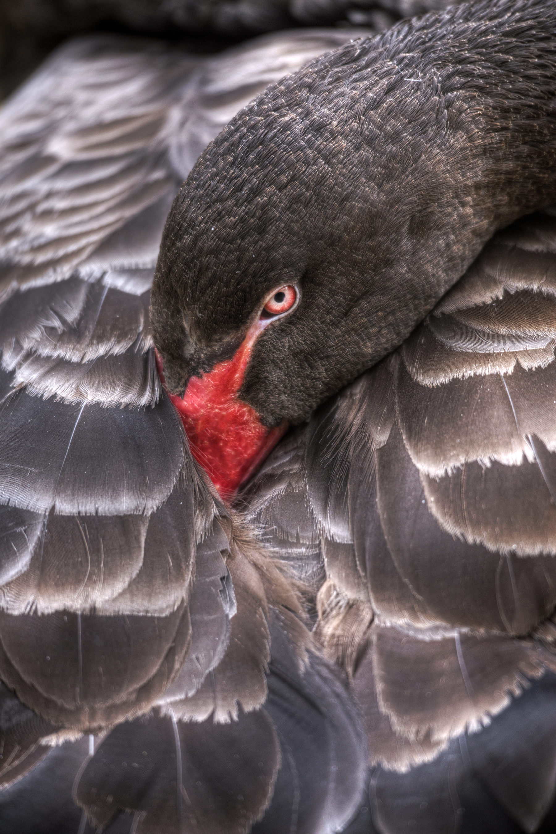 Cygne noir