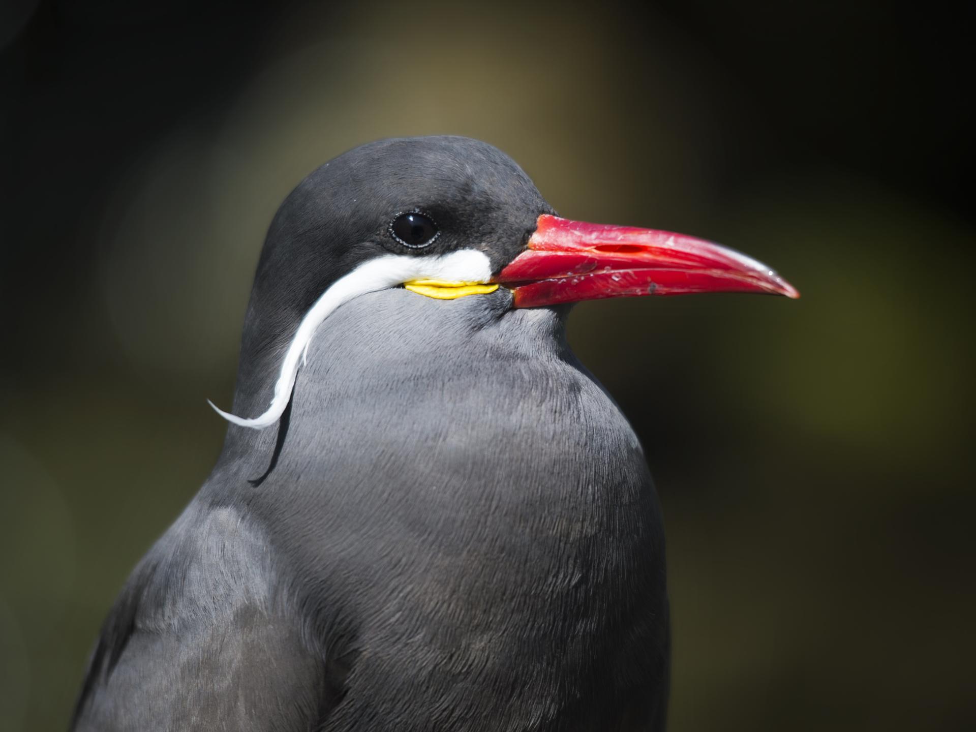 Portrait d'inca