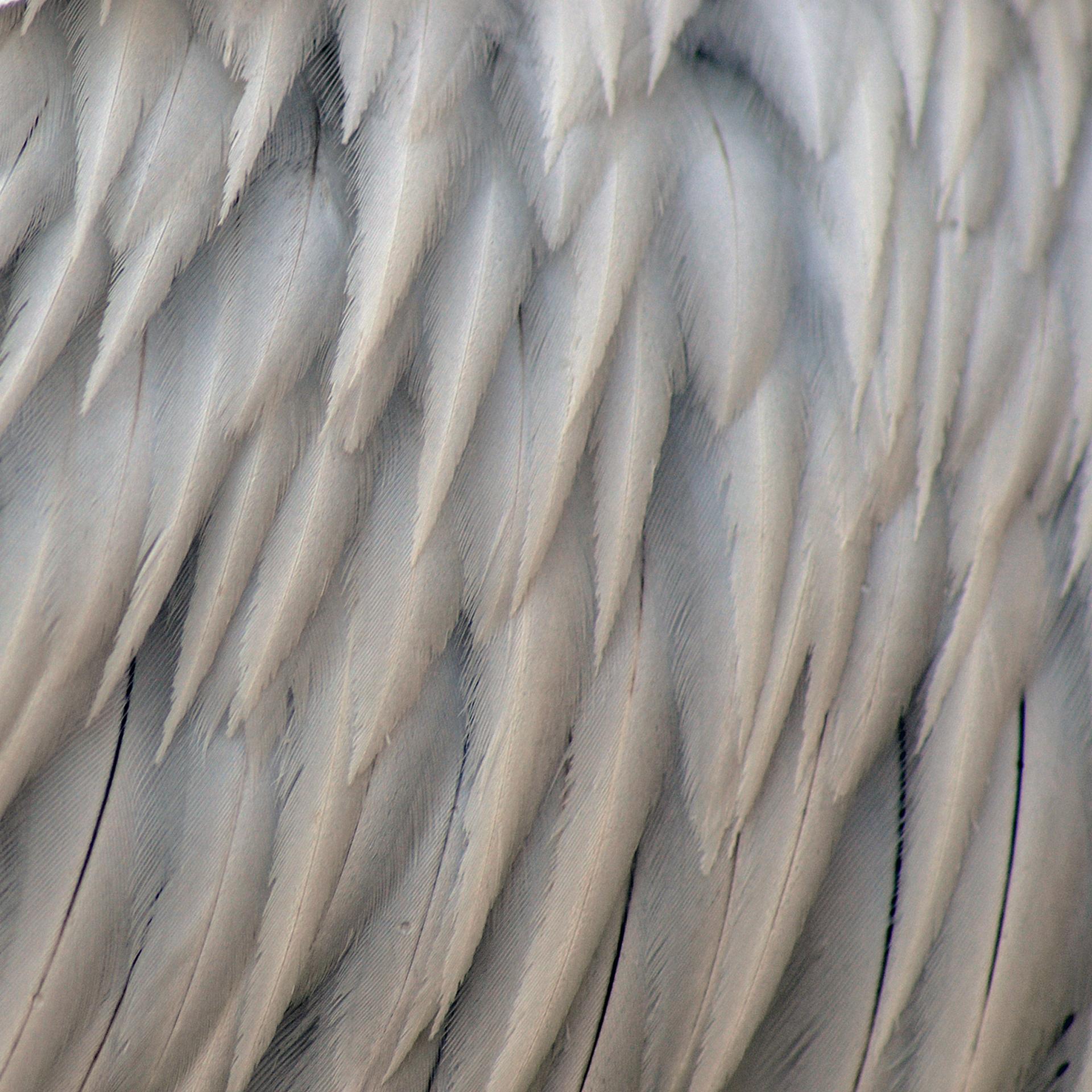 Détail 