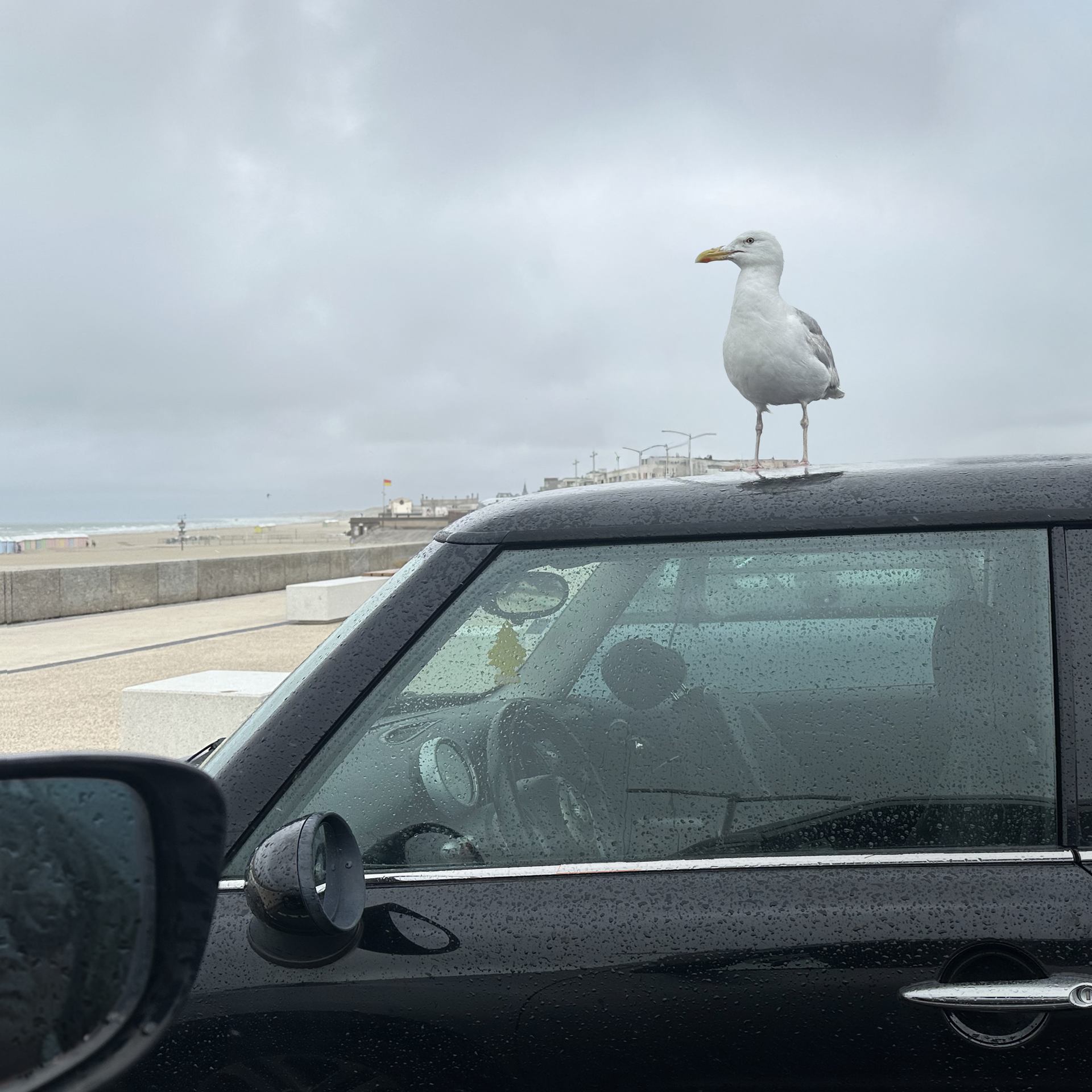 la mouette