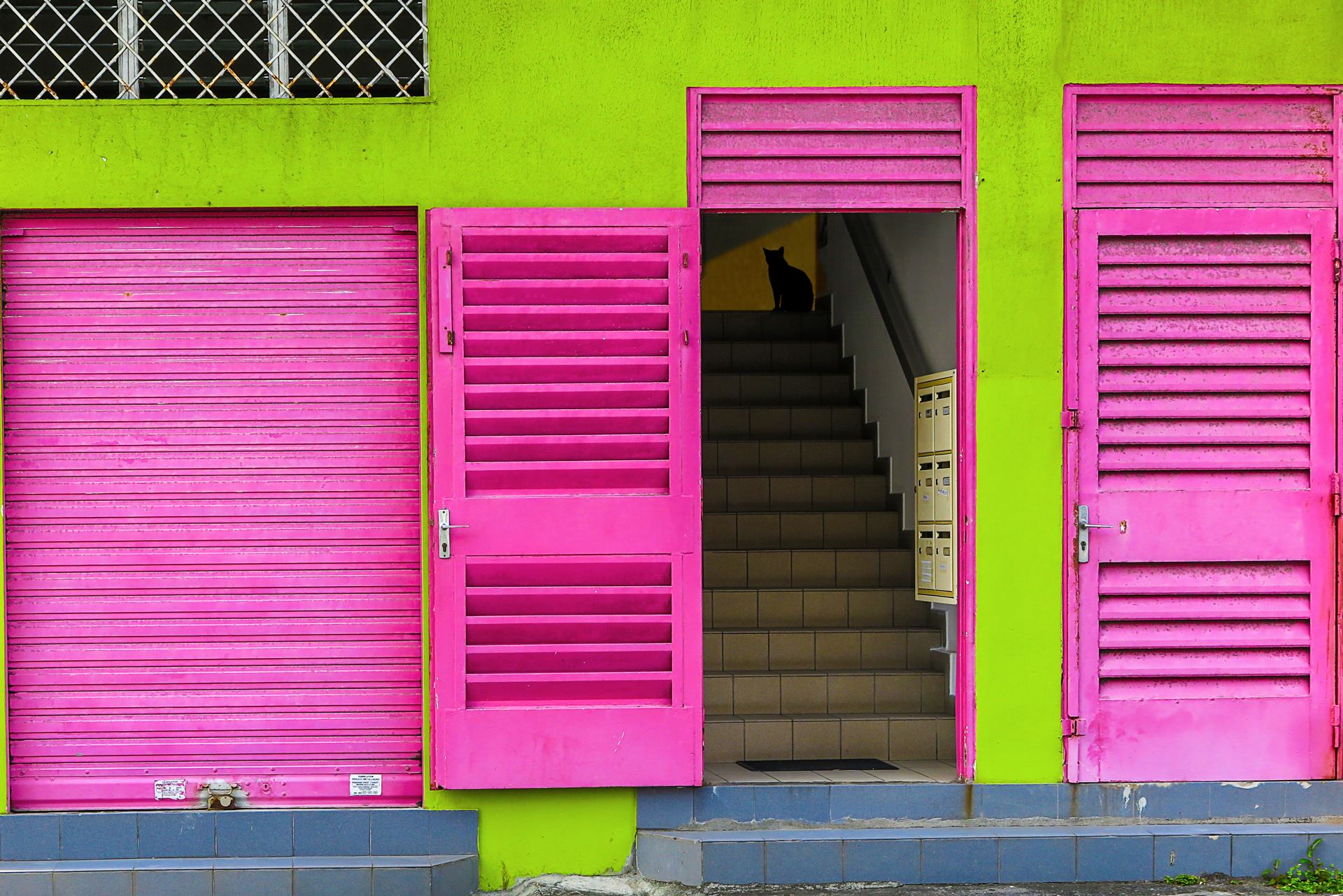 le chat dans l'escalier