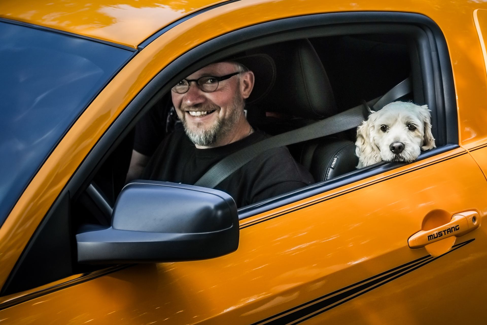 chien en mustang
