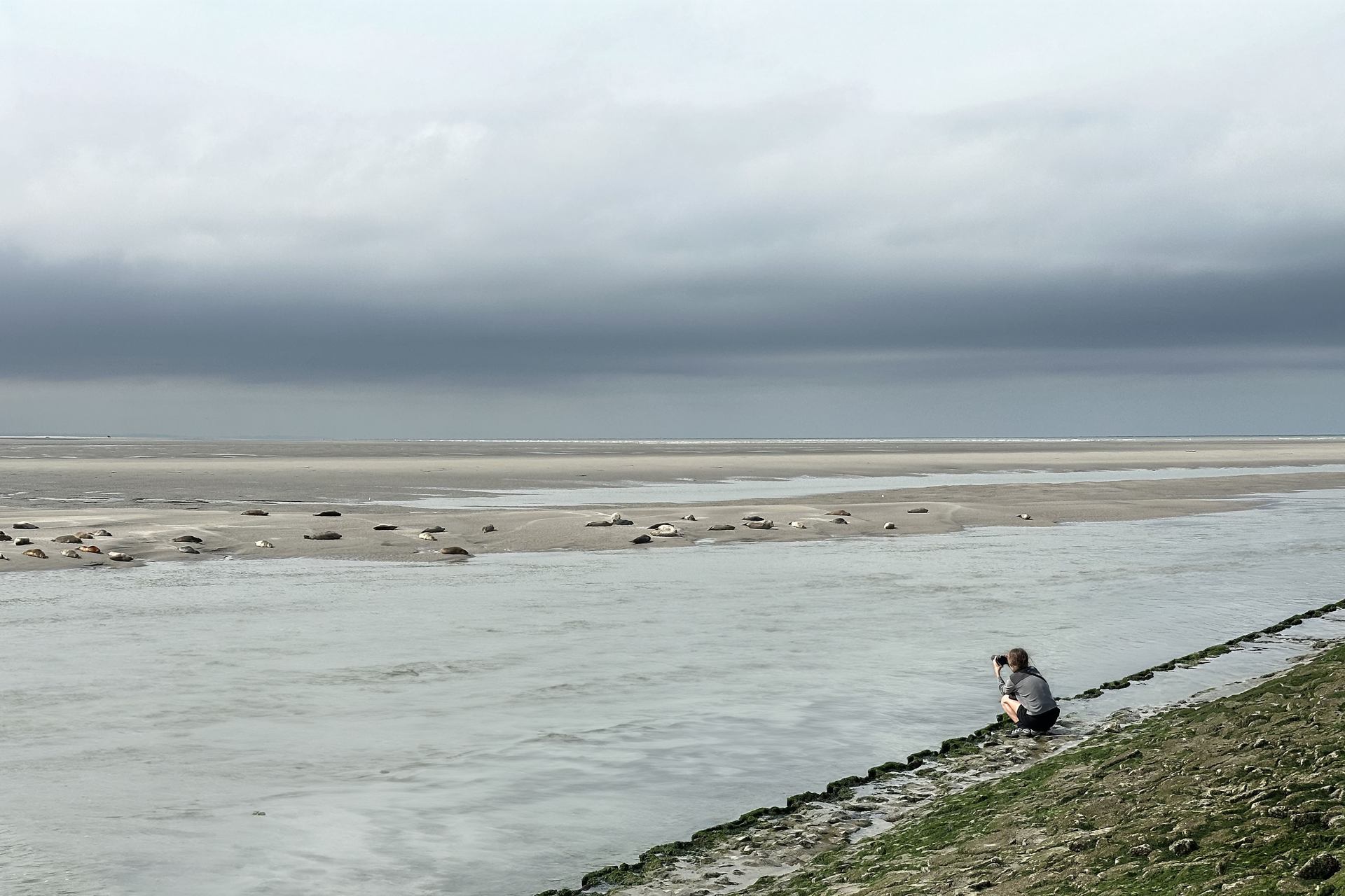 les phoques de la baie d'Authie