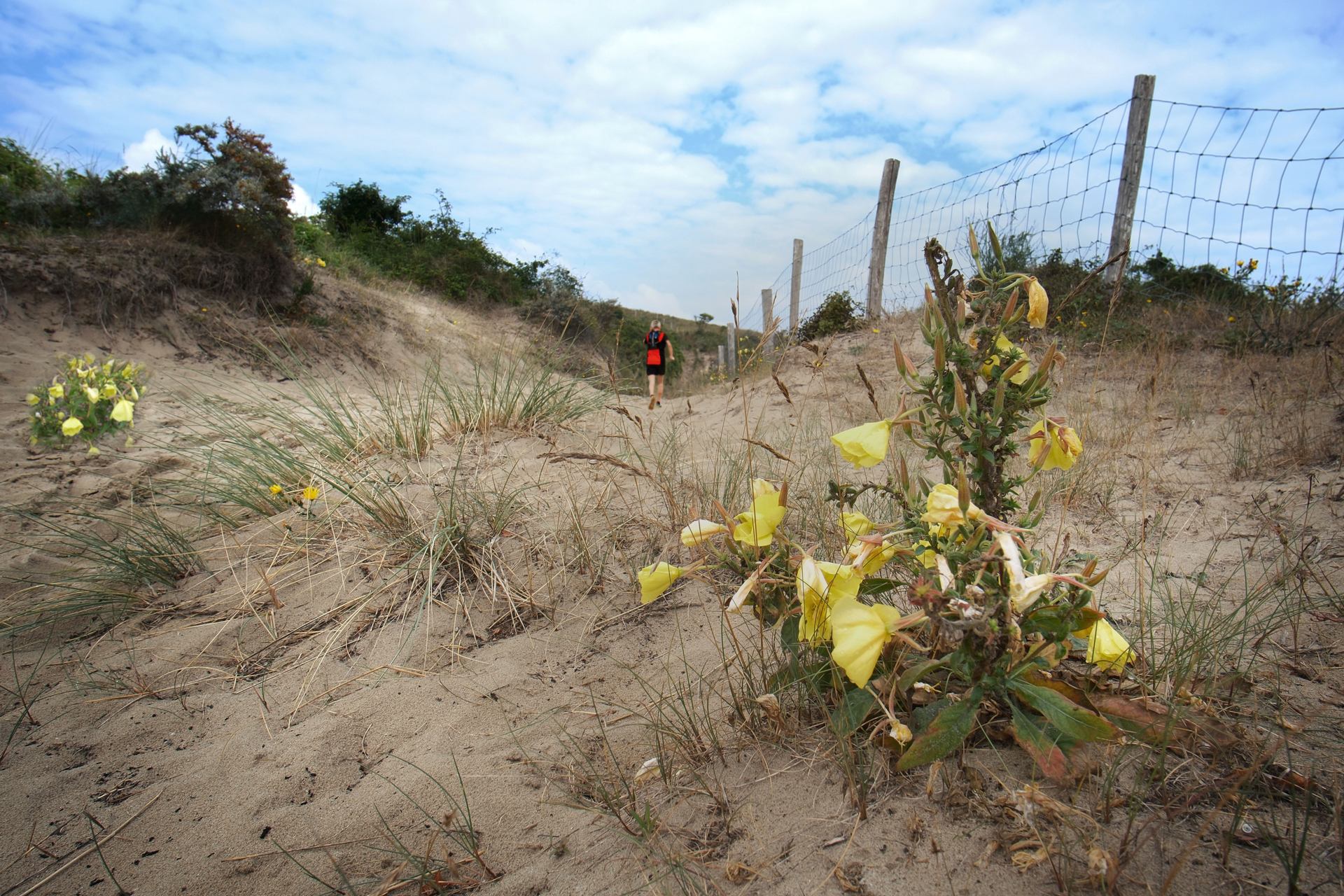 sentier des dunes