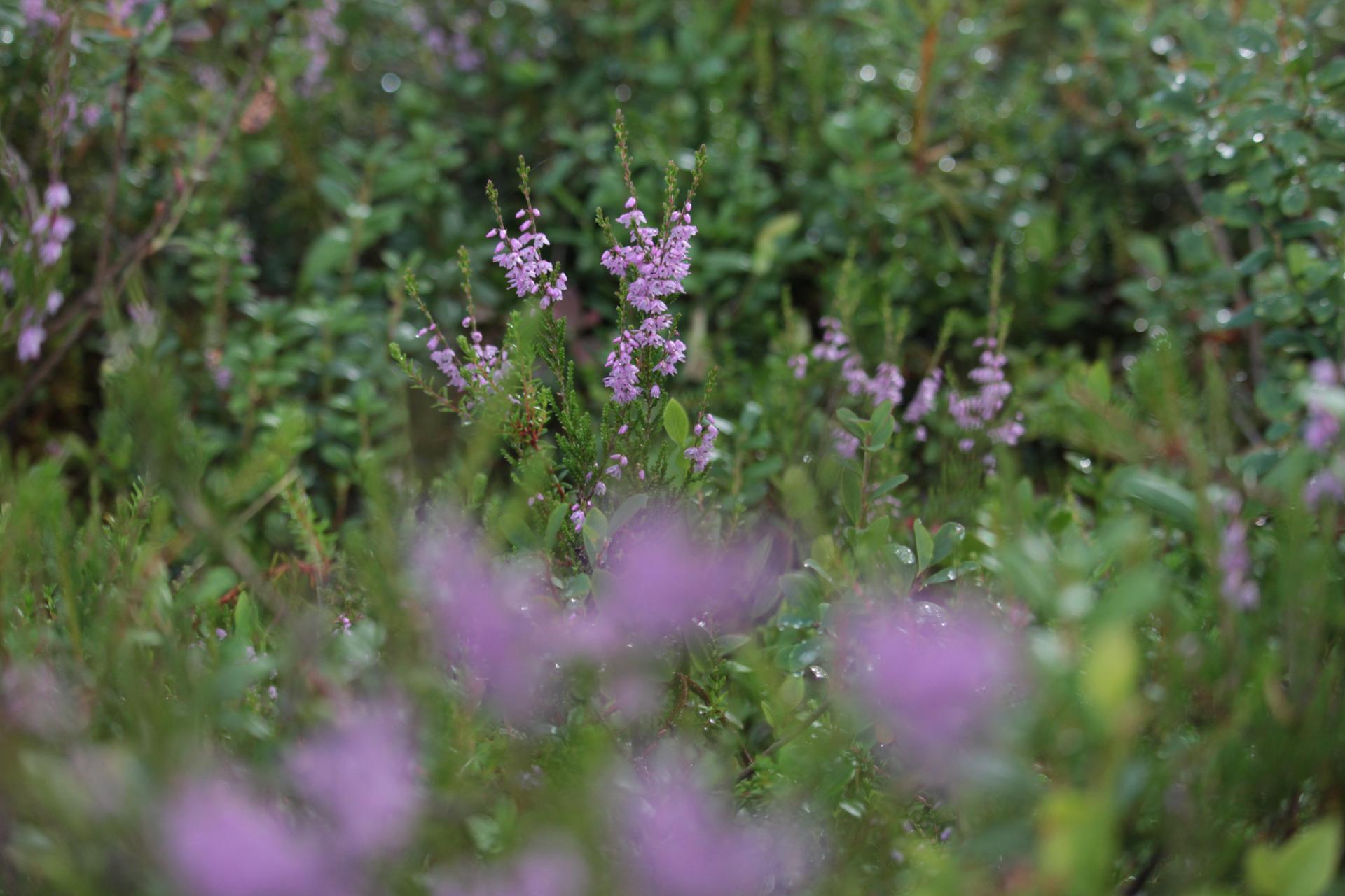 Finnish flowers