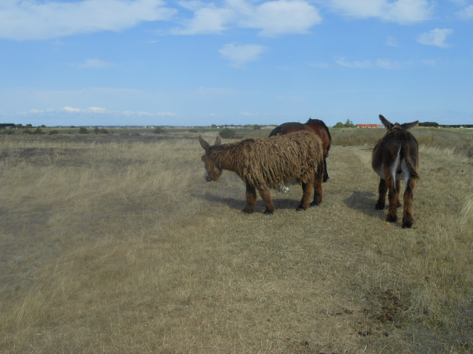 Poney Vendee