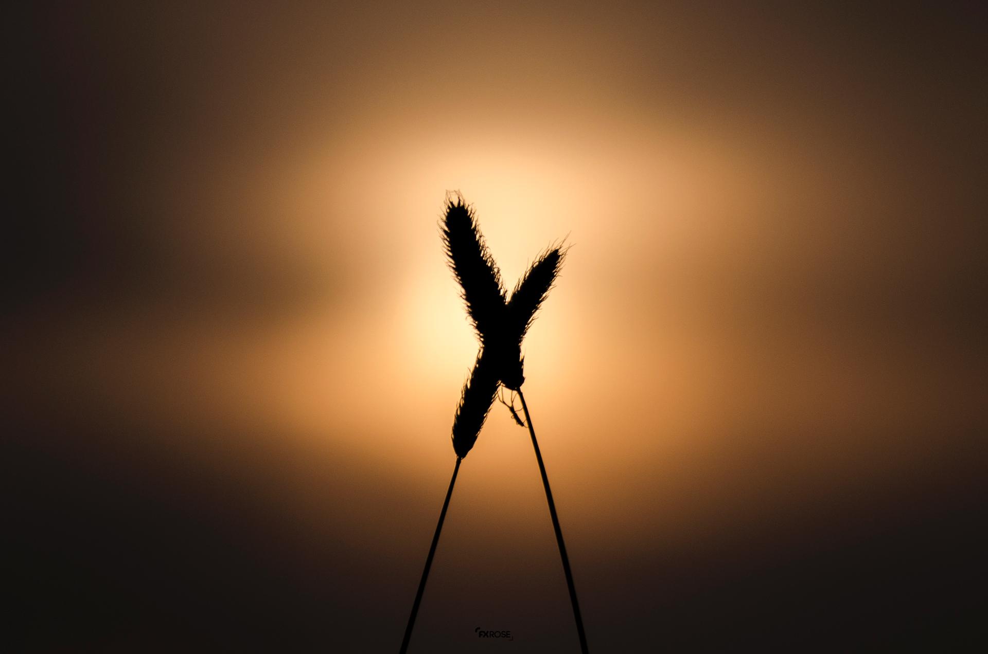 X Phleum Lovers