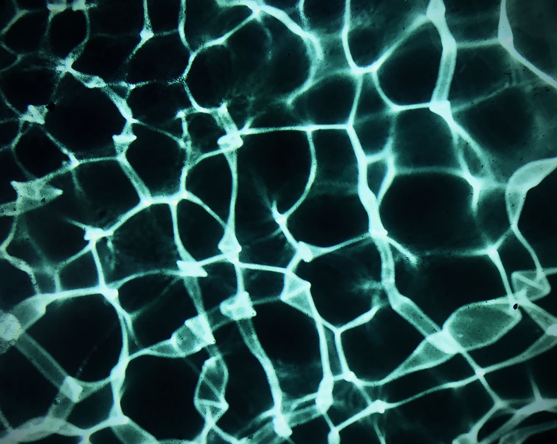 Acqua.jpg