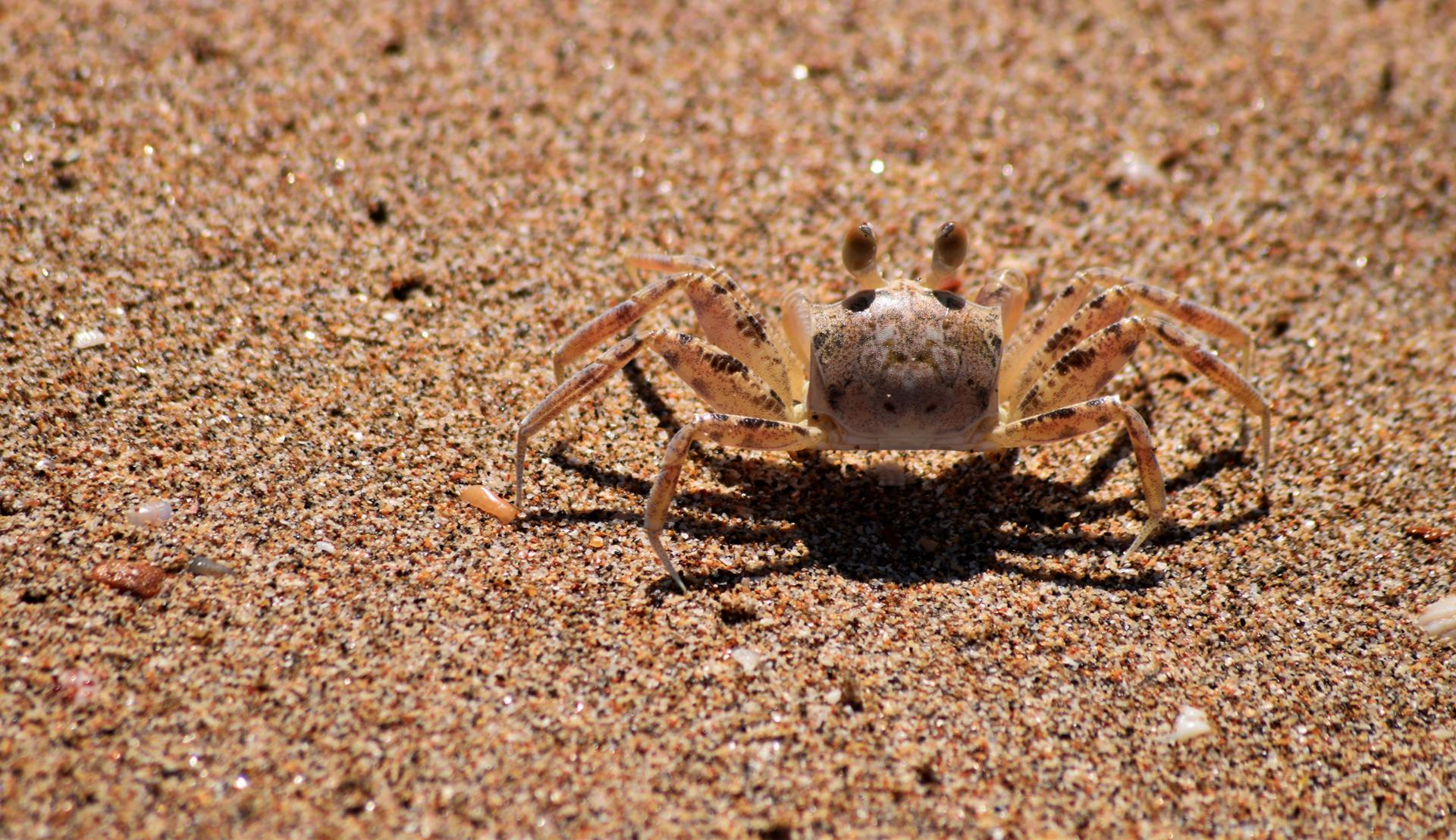 crabe.jpg
