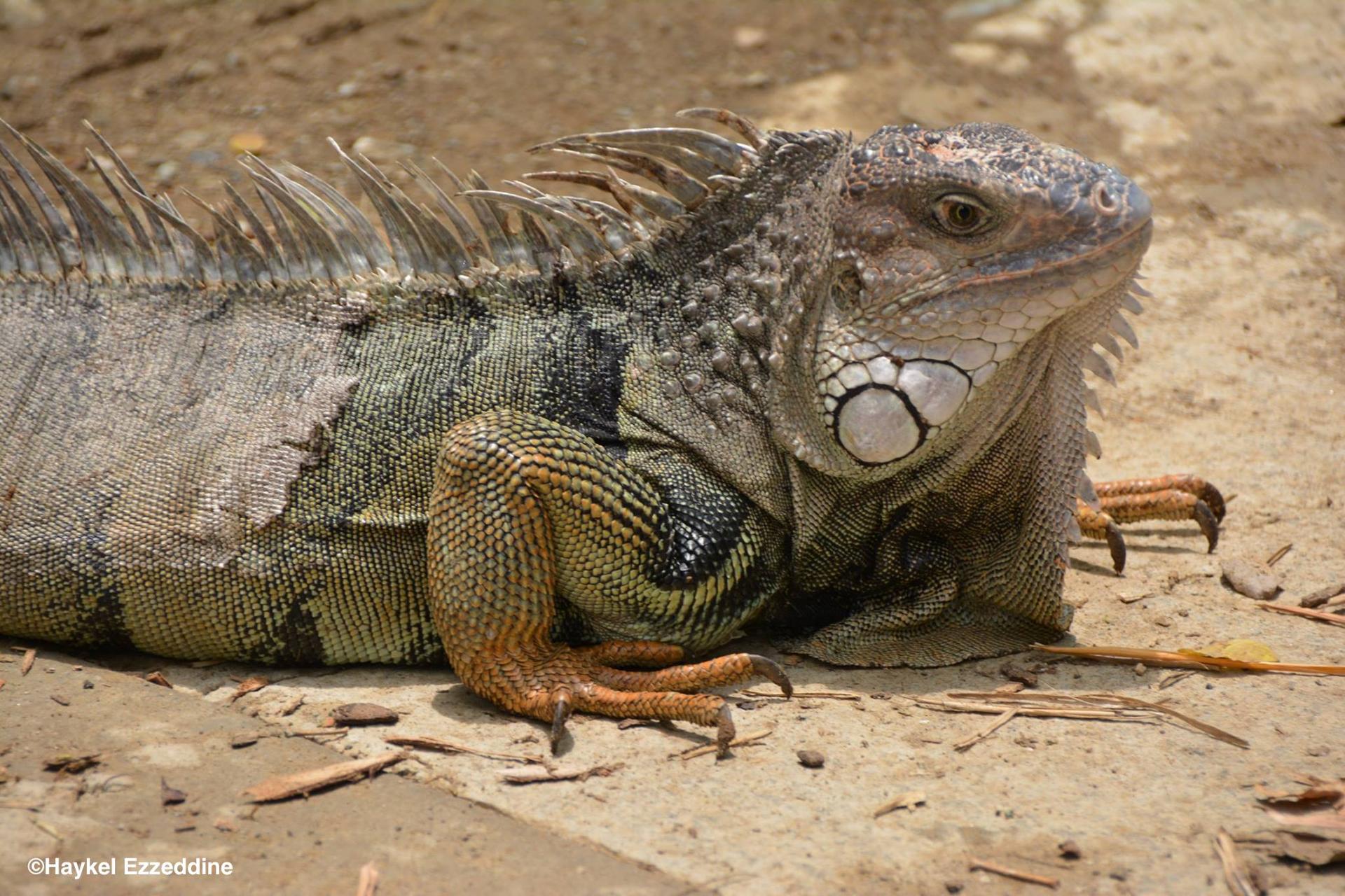 Iguane en Colombie