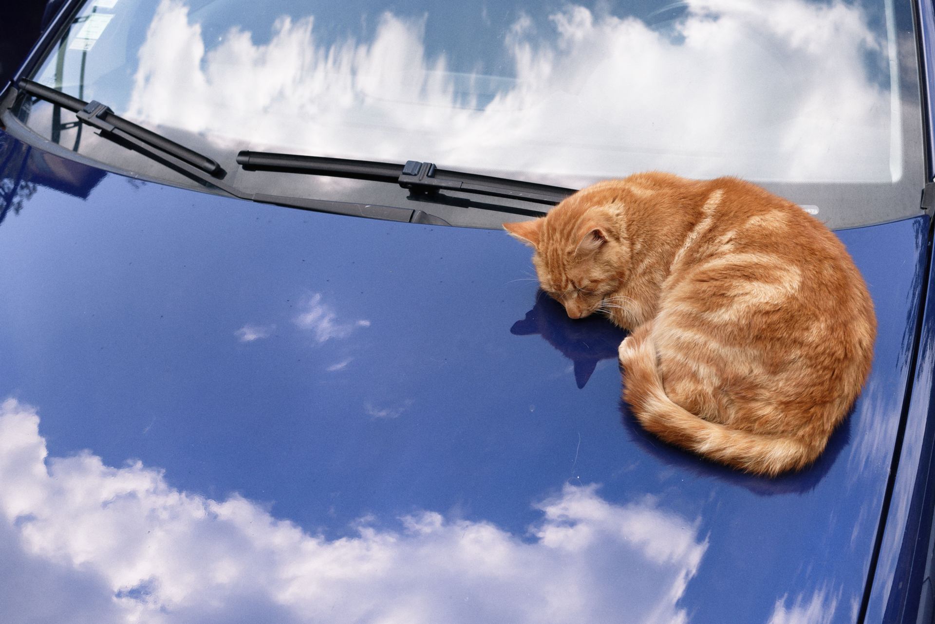 chat dans les nuages