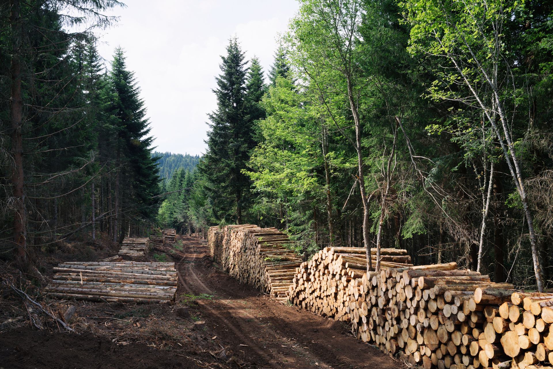 exploitation forestière