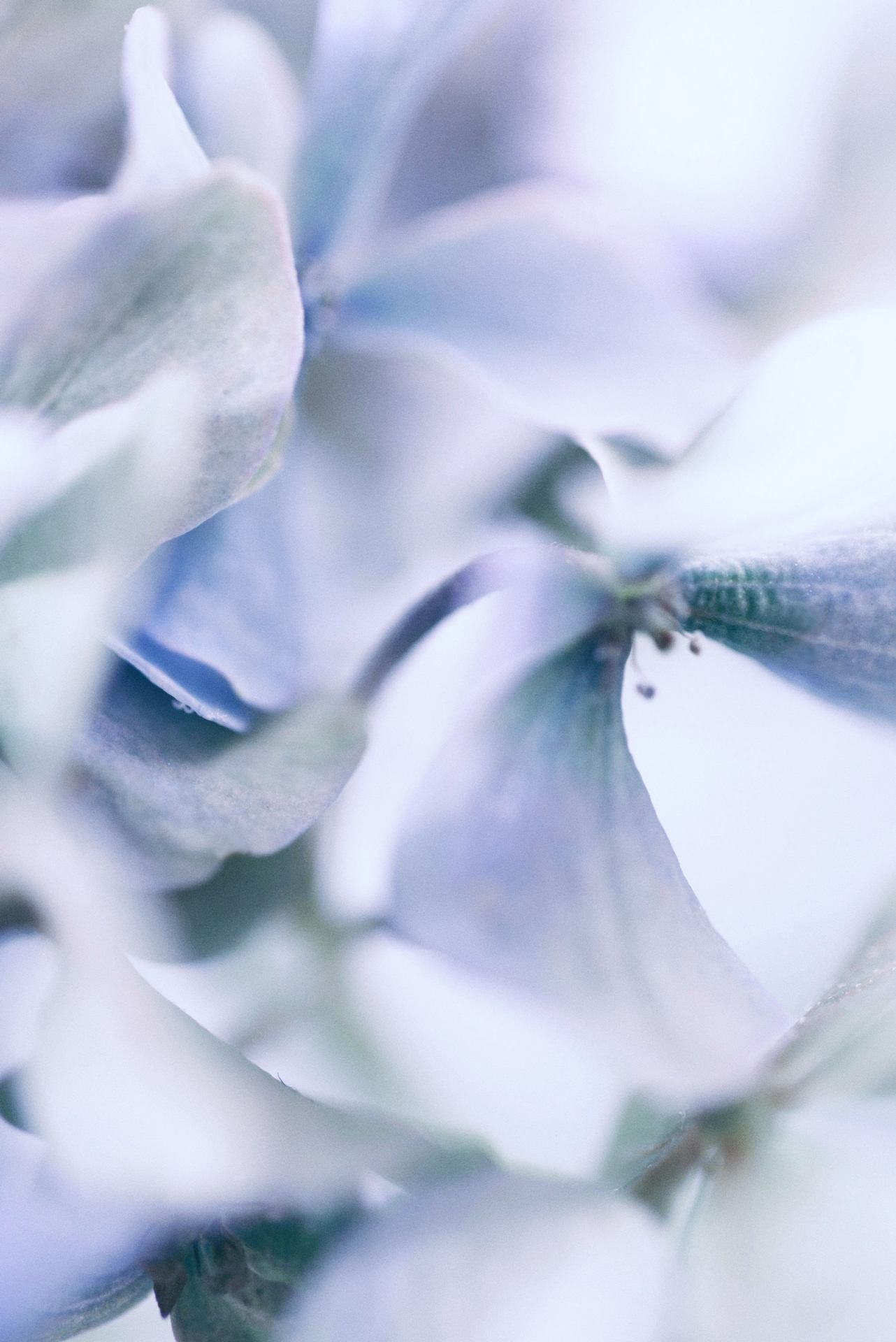 bloom
