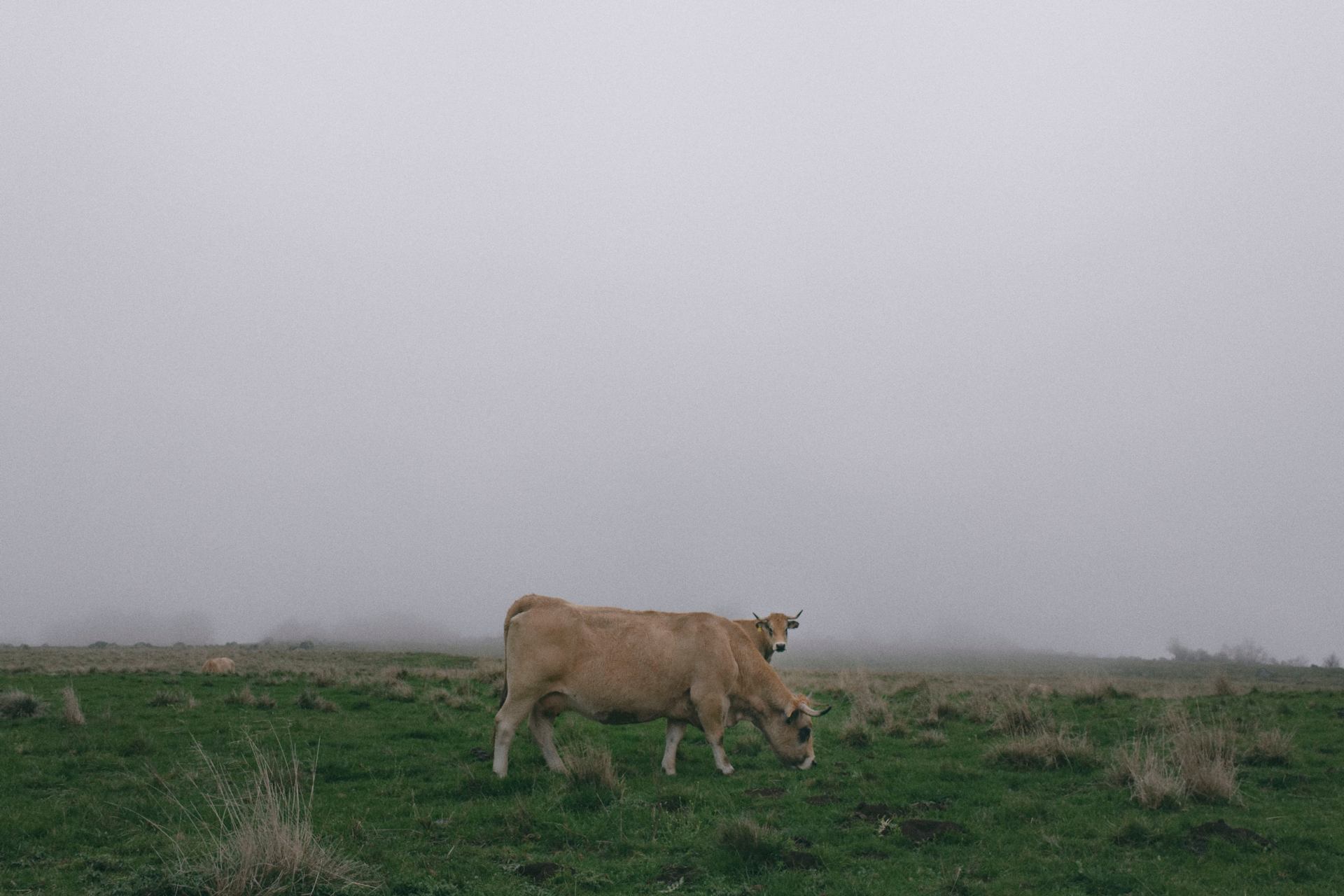 pâturages d'automne