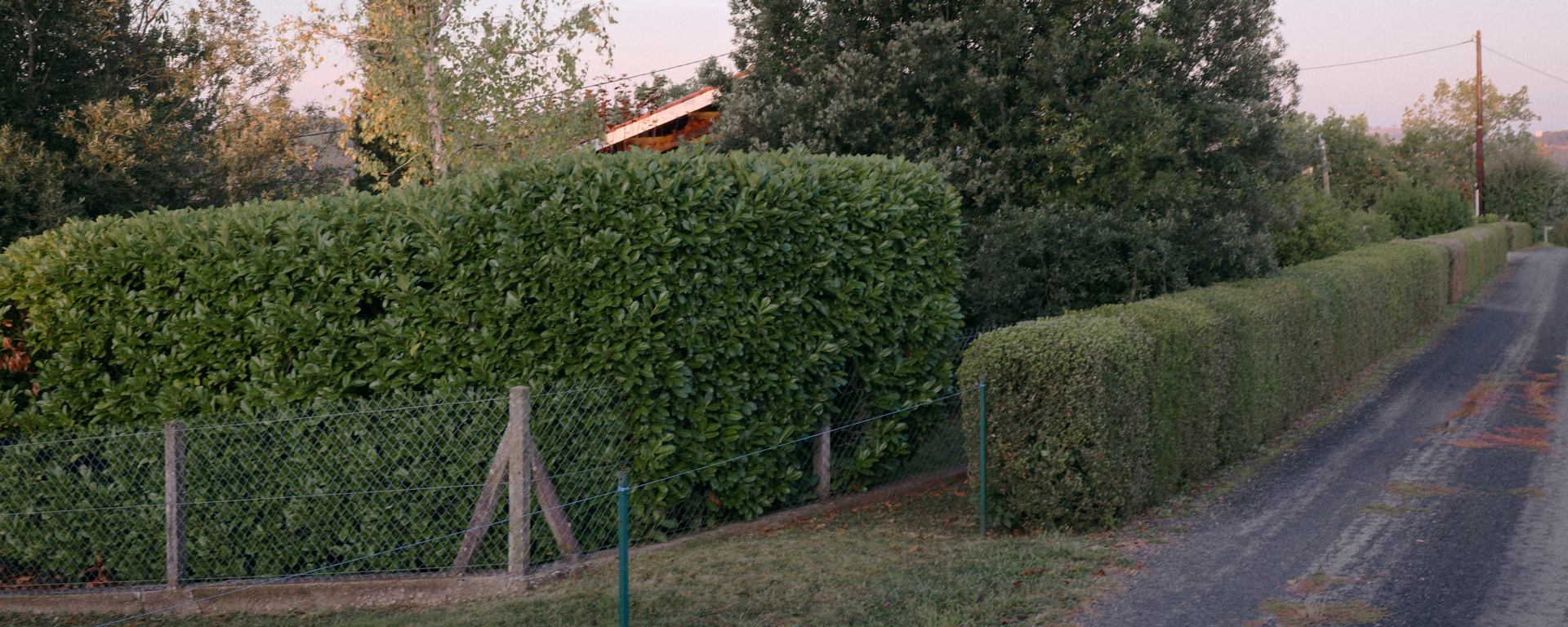 mur végétal