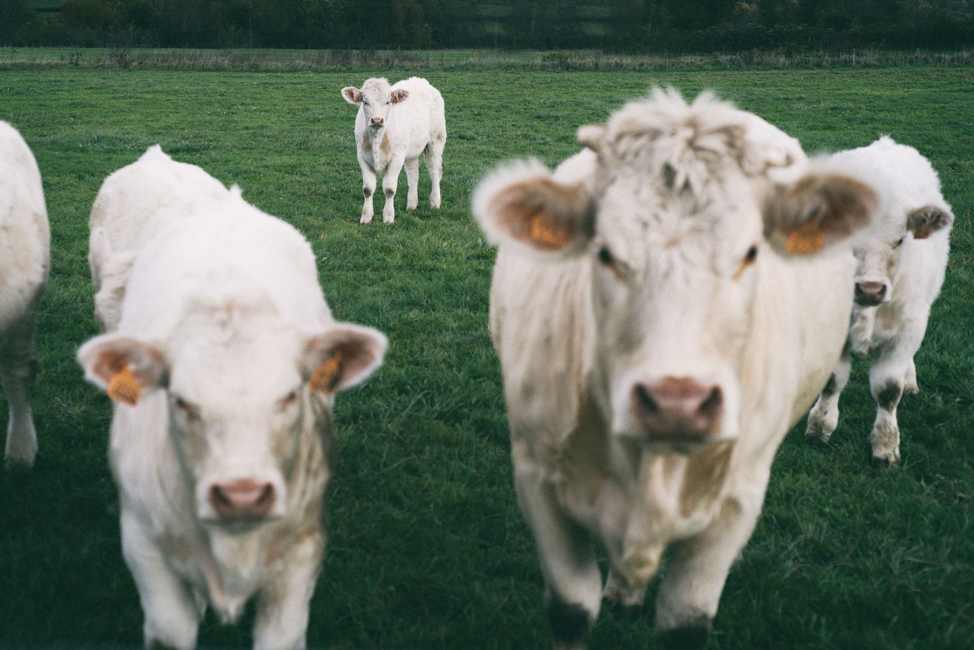 curiosity killed the cat