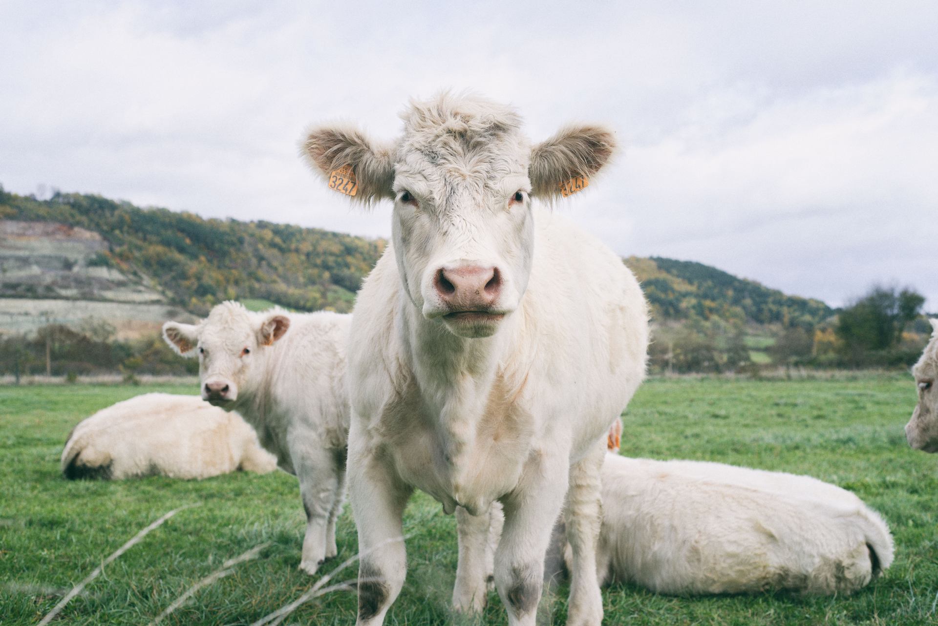 les yeux dans les yeux