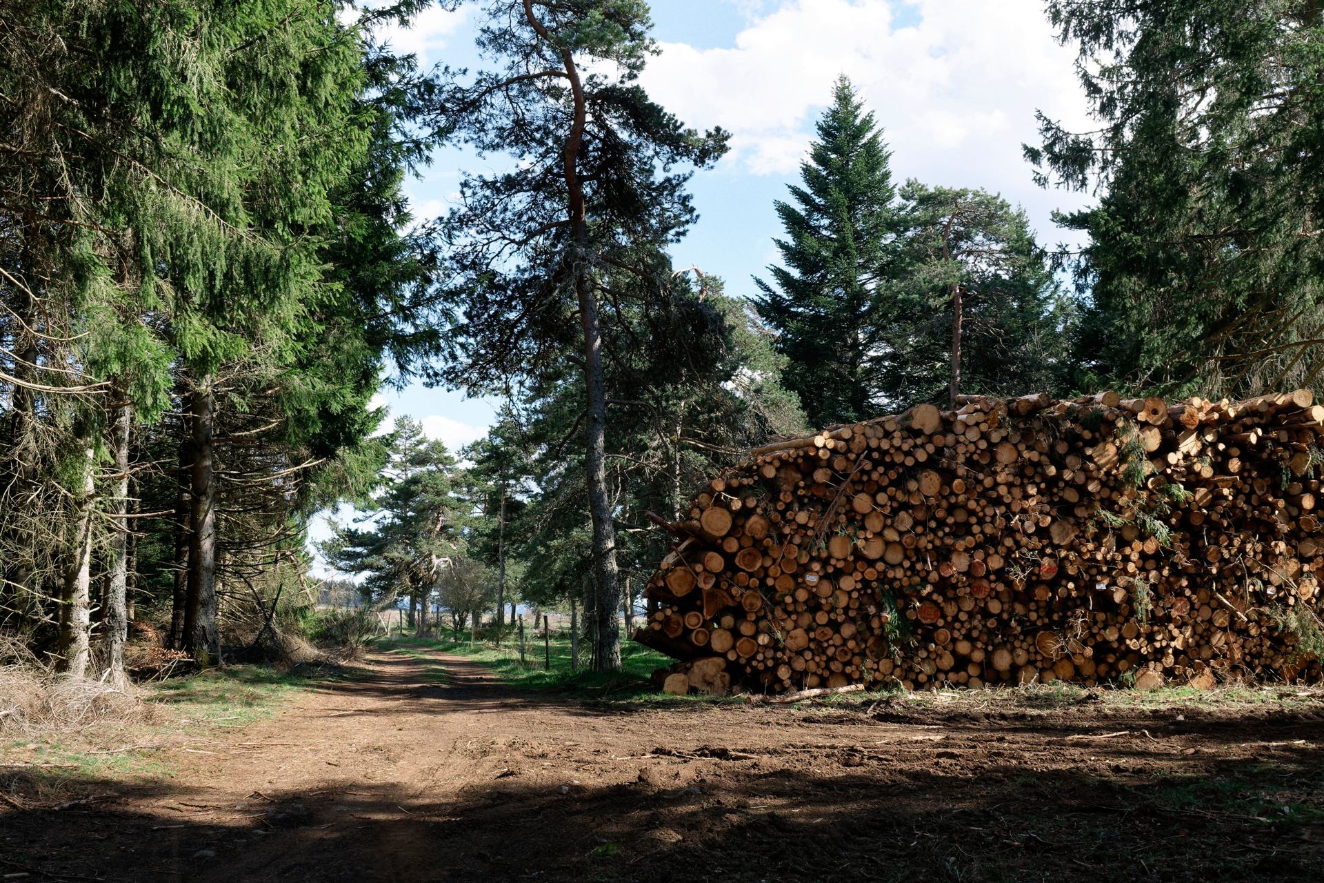 exploitation forestière