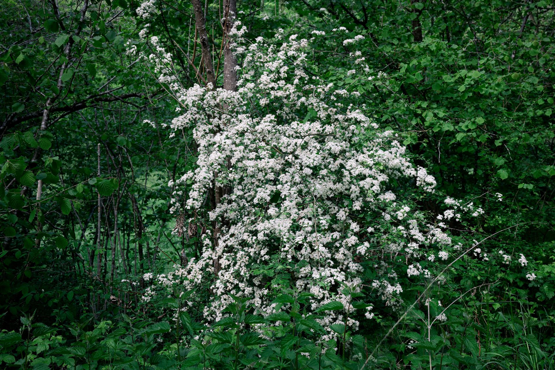 spring