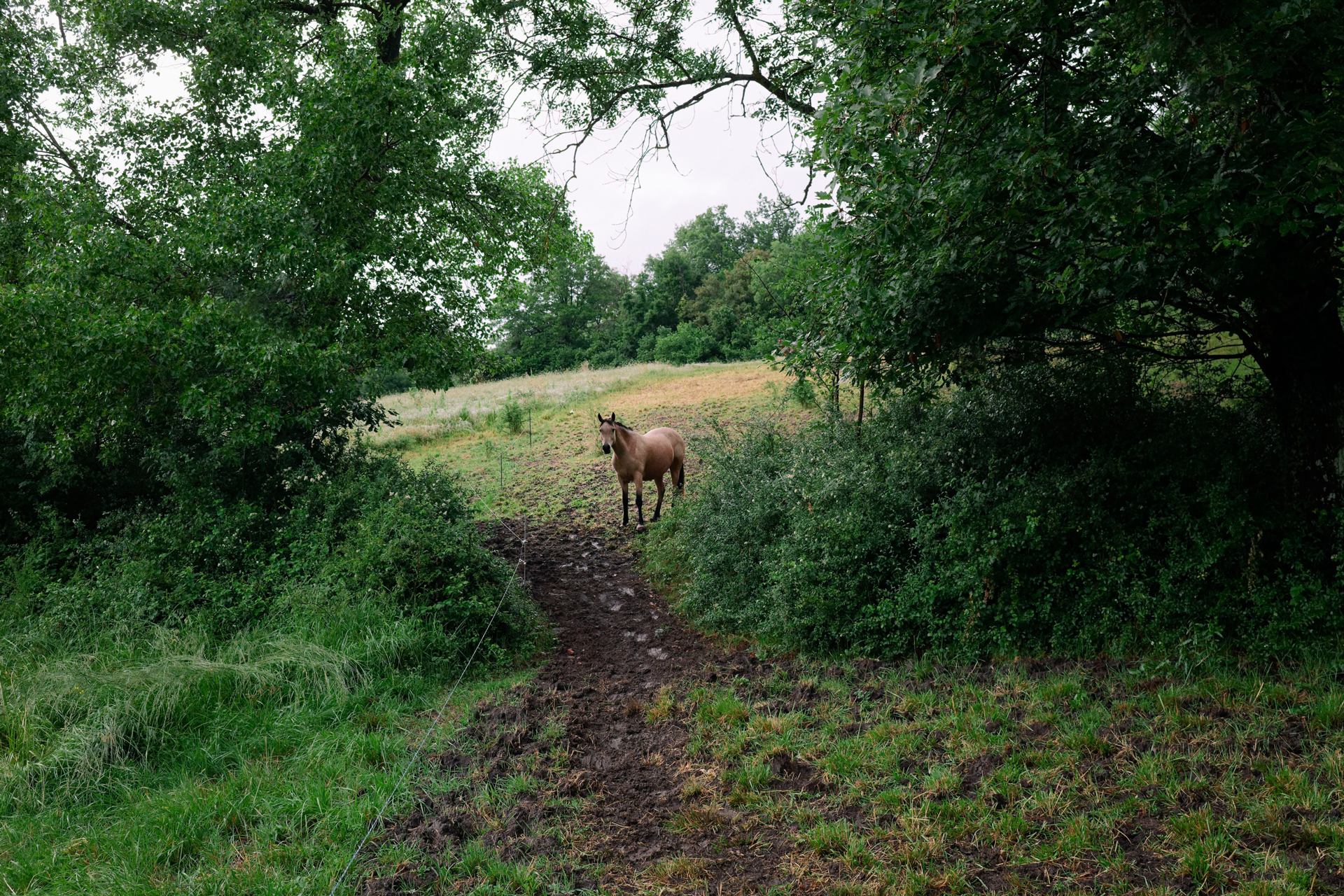 cheval timide