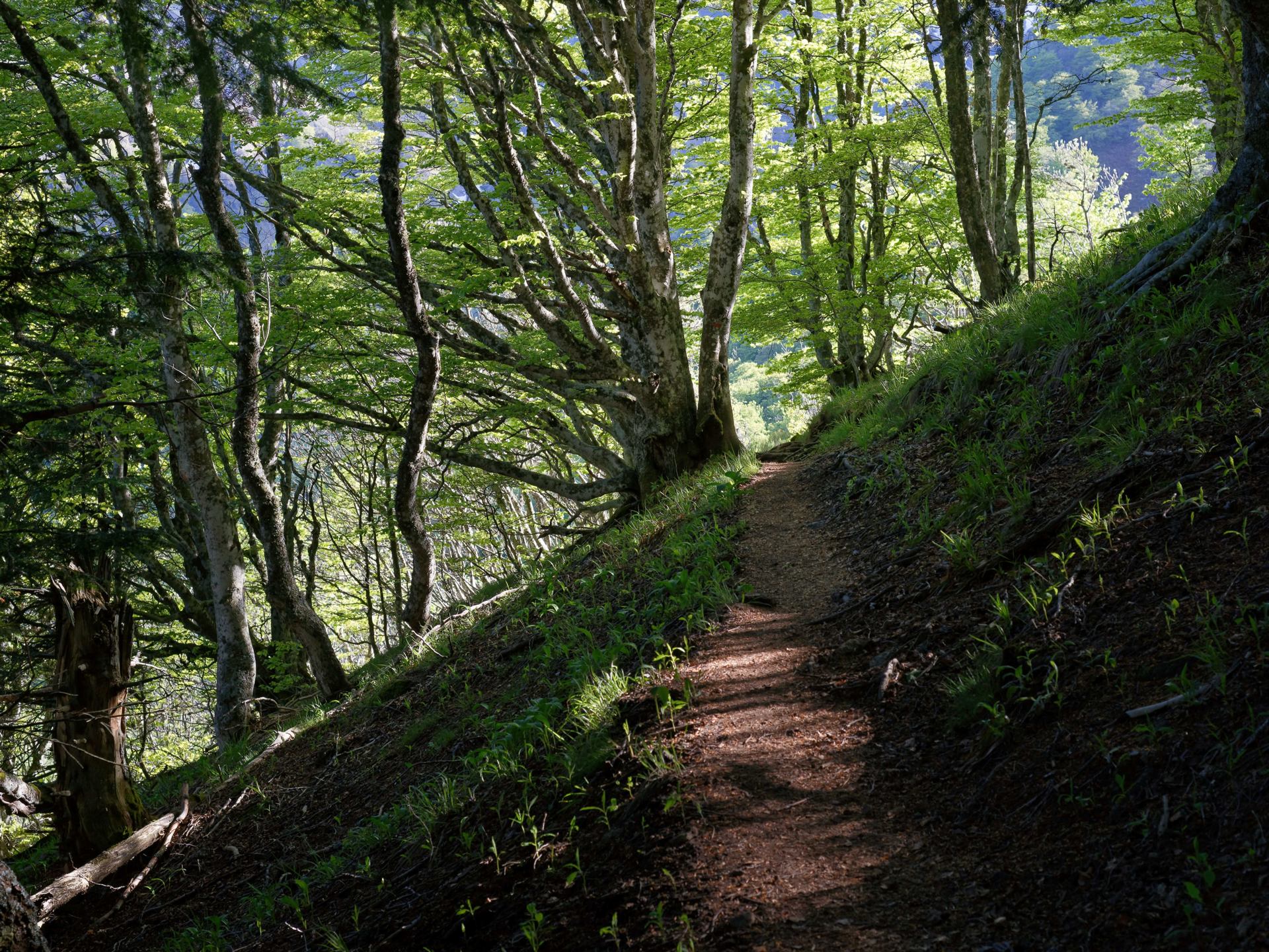 sentier lumineux...