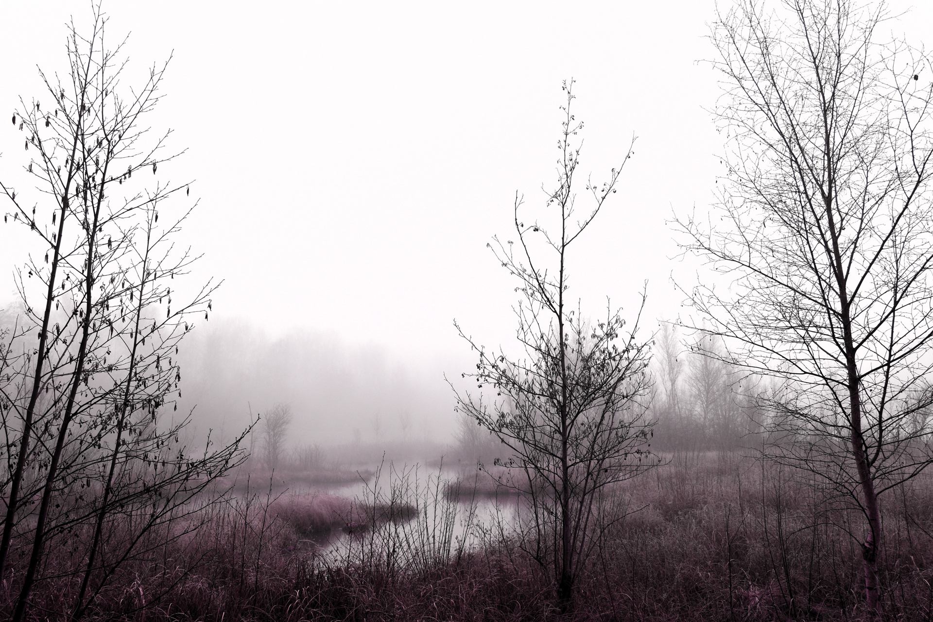 La délicatesse des arbres.