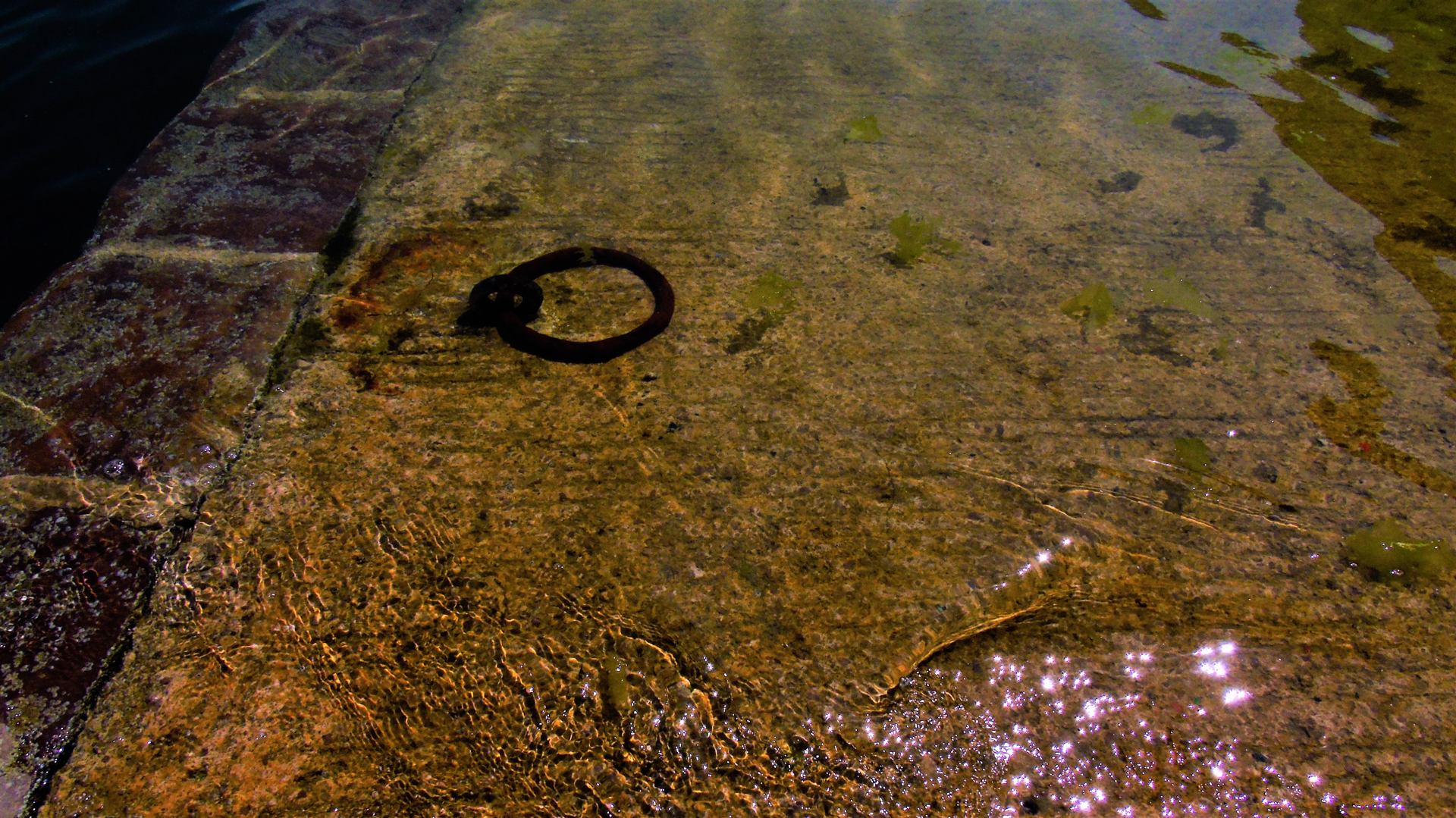 Lucioles de mer ...