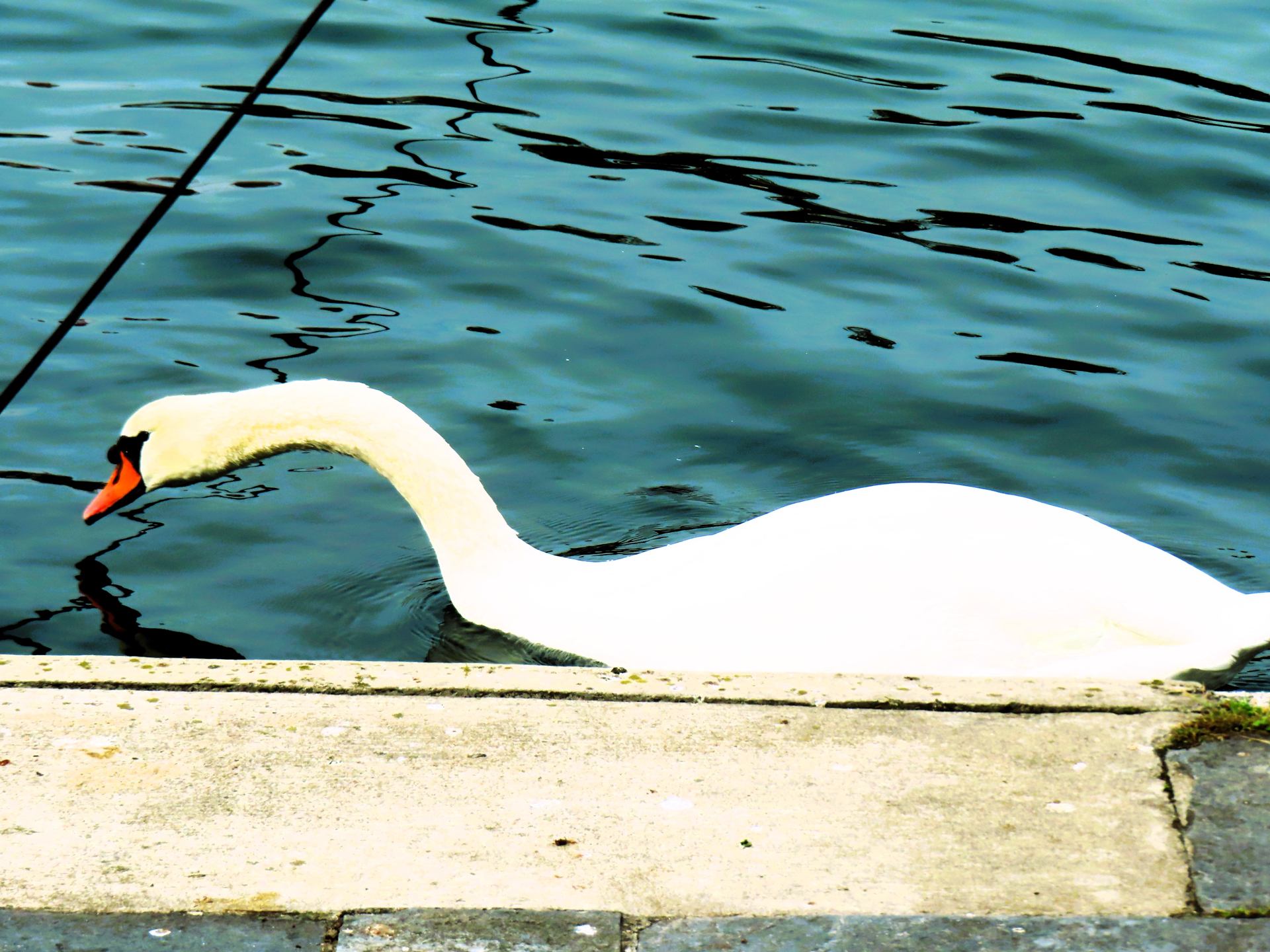 L'attente d'un cygne ...