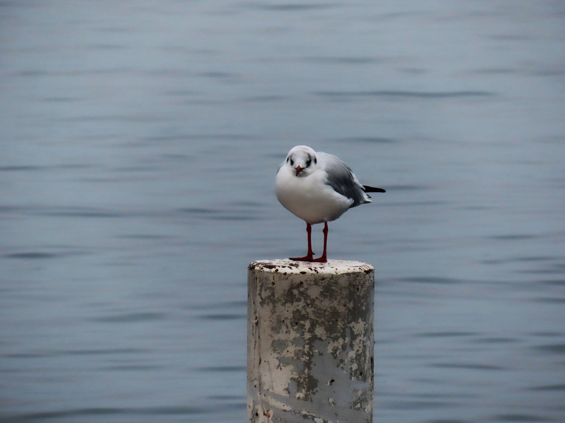 La mouette du Lac ...