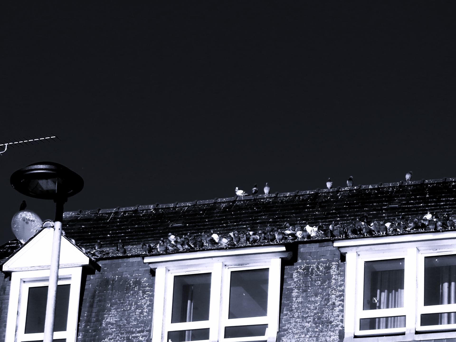 Pigeons voyageurs ...