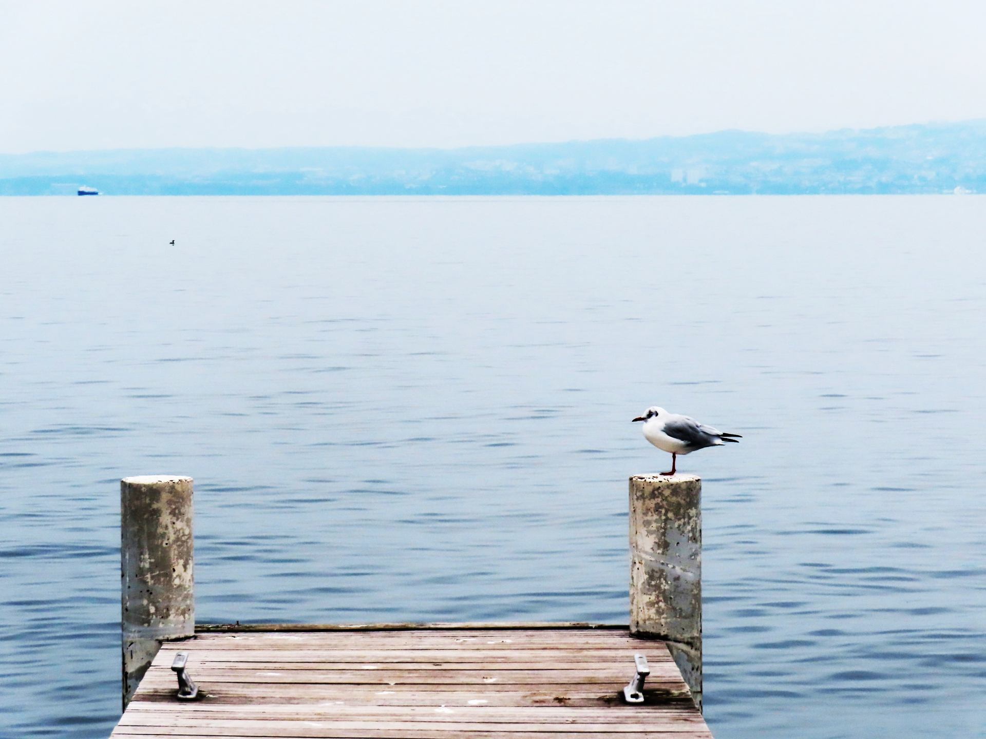 La mouette du Lac Léman ...