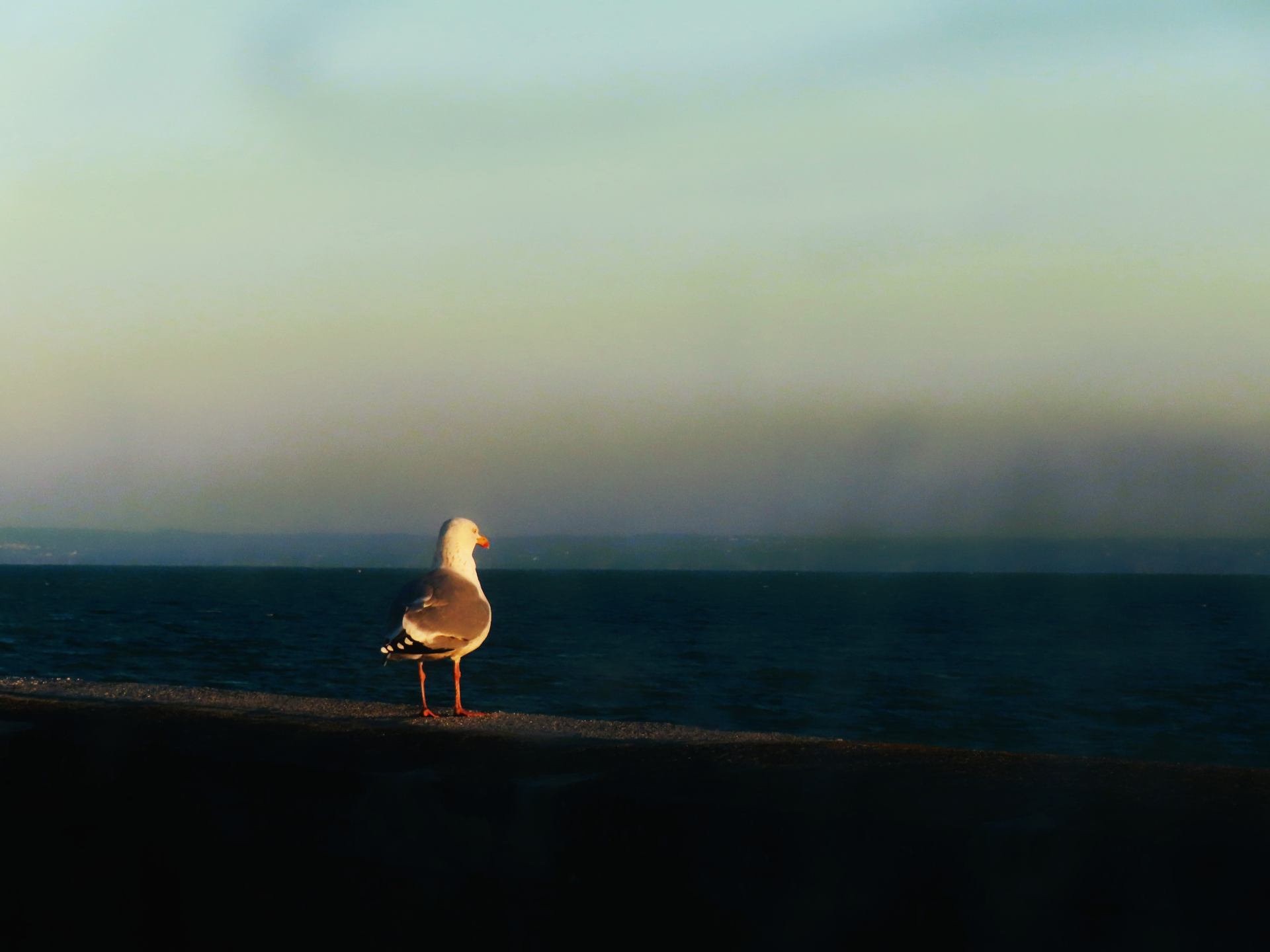 Scruter l'horizon ...