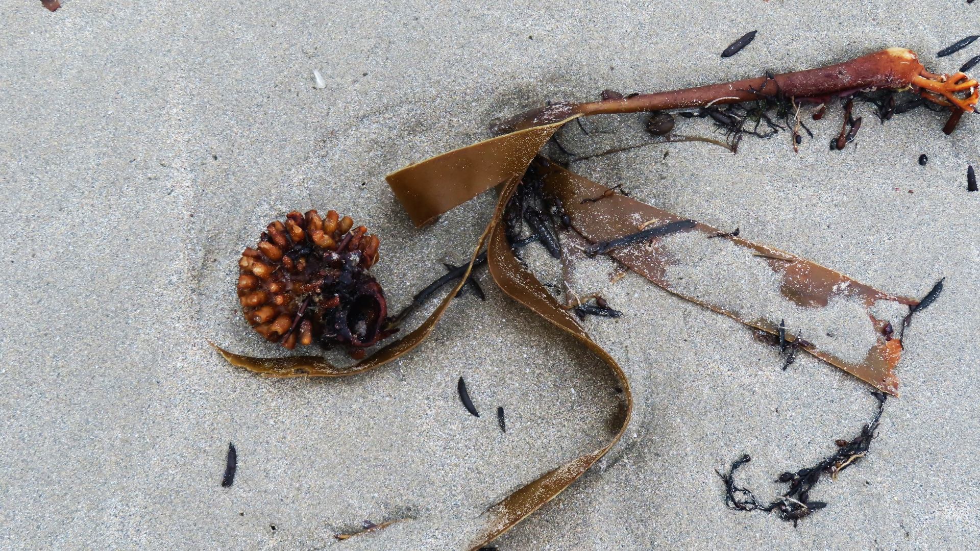 Fleurs de goémons ...